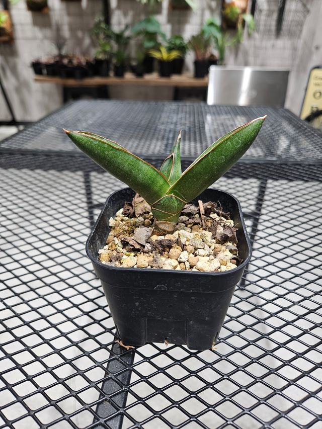 Sansevieria Opera House 【artPLANTs/PLANTS GARAGE】  サンスベリア/サンセベリア