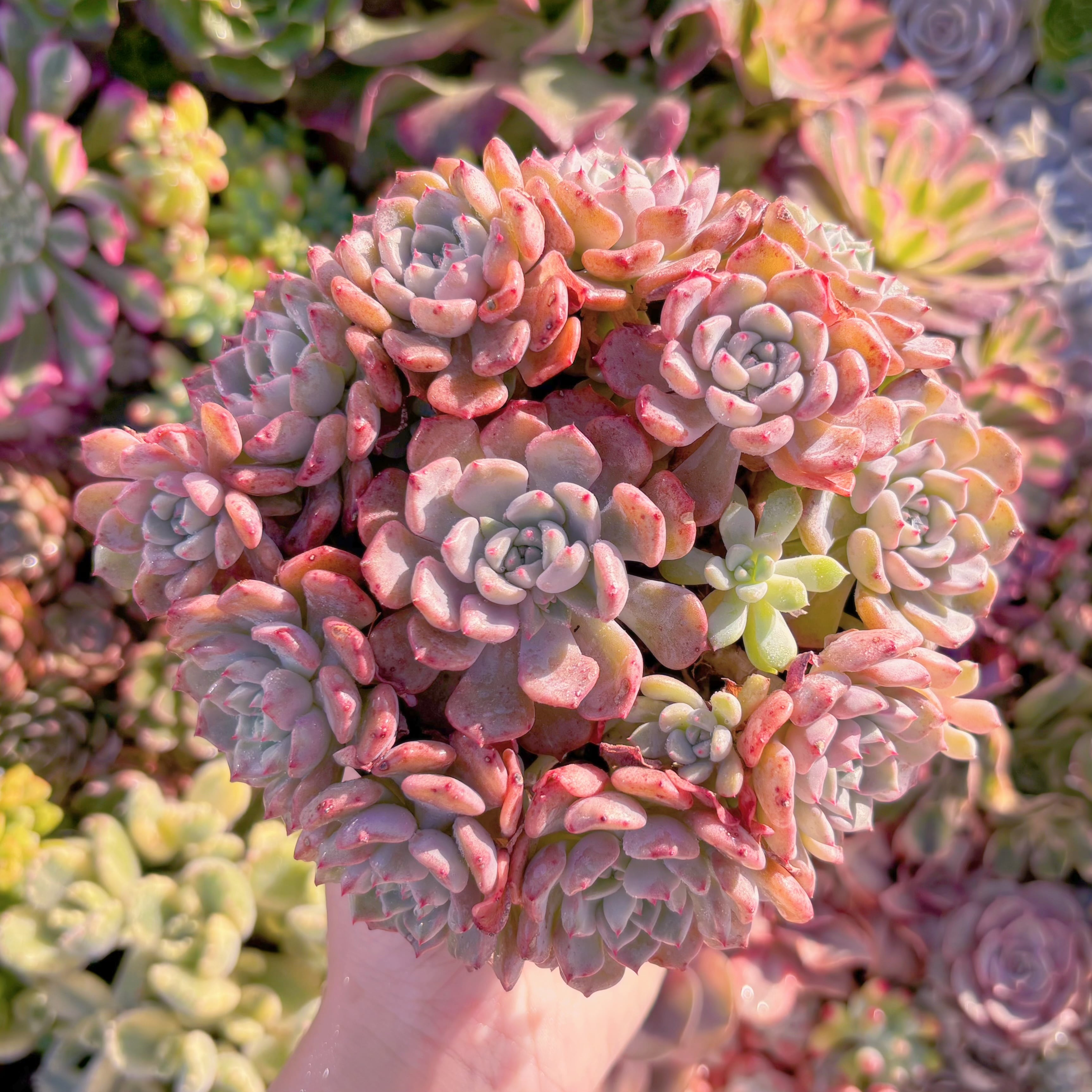 現品　キュートバブル#M052　大群生　新入荷　るる農園