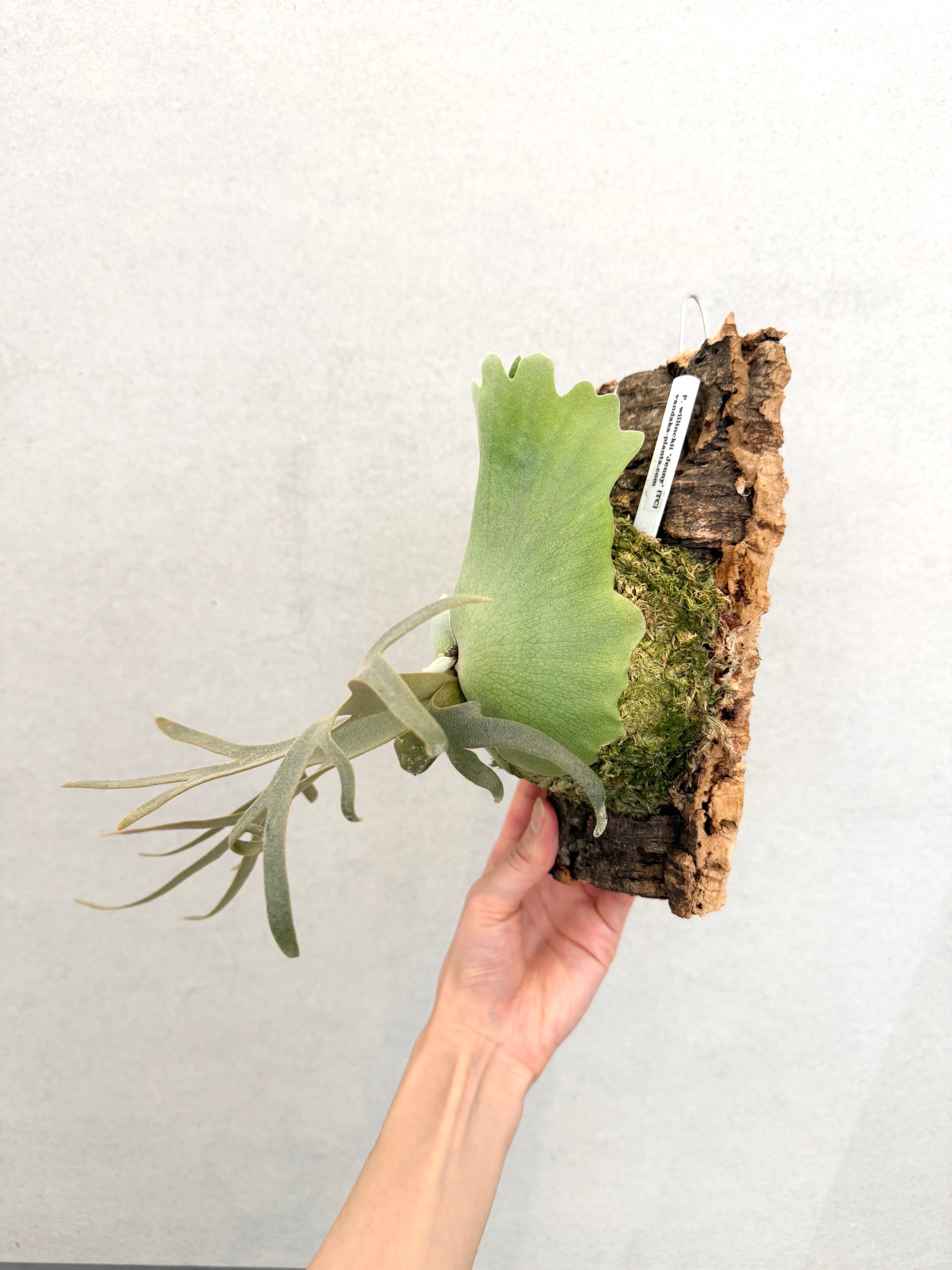 a) P. willinckii 'Jenny' TC | vandaka plants