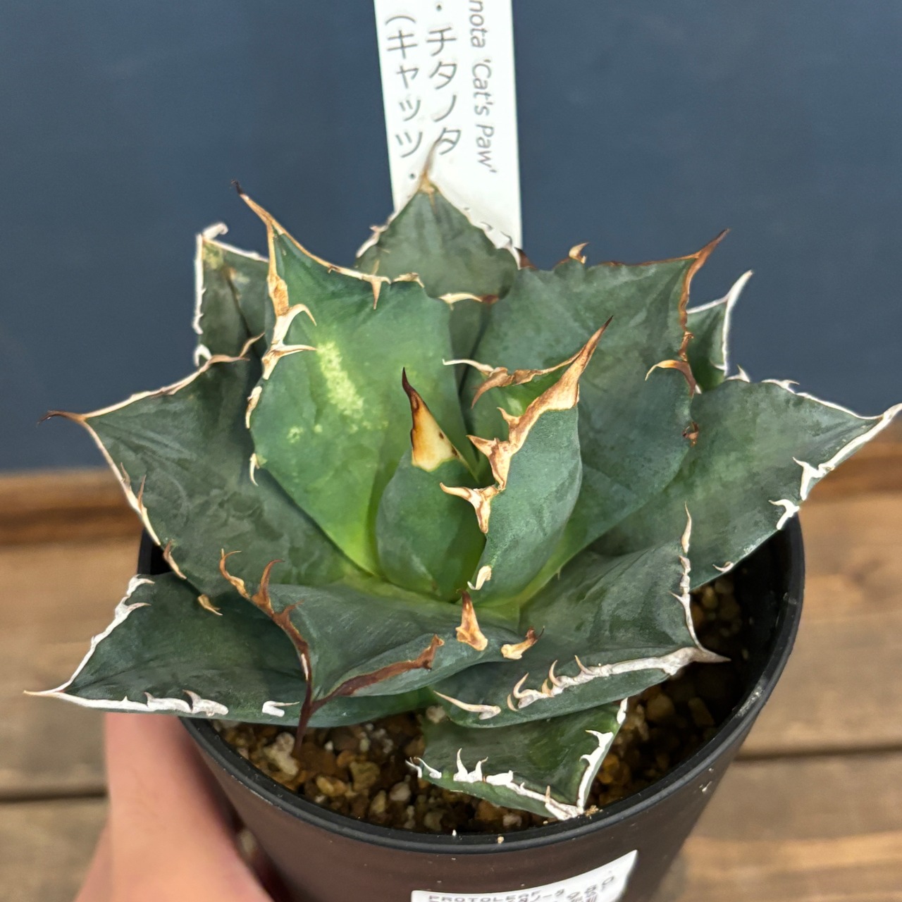 アガベ　チタノタ　猫爪　キャッツパウ【335】
