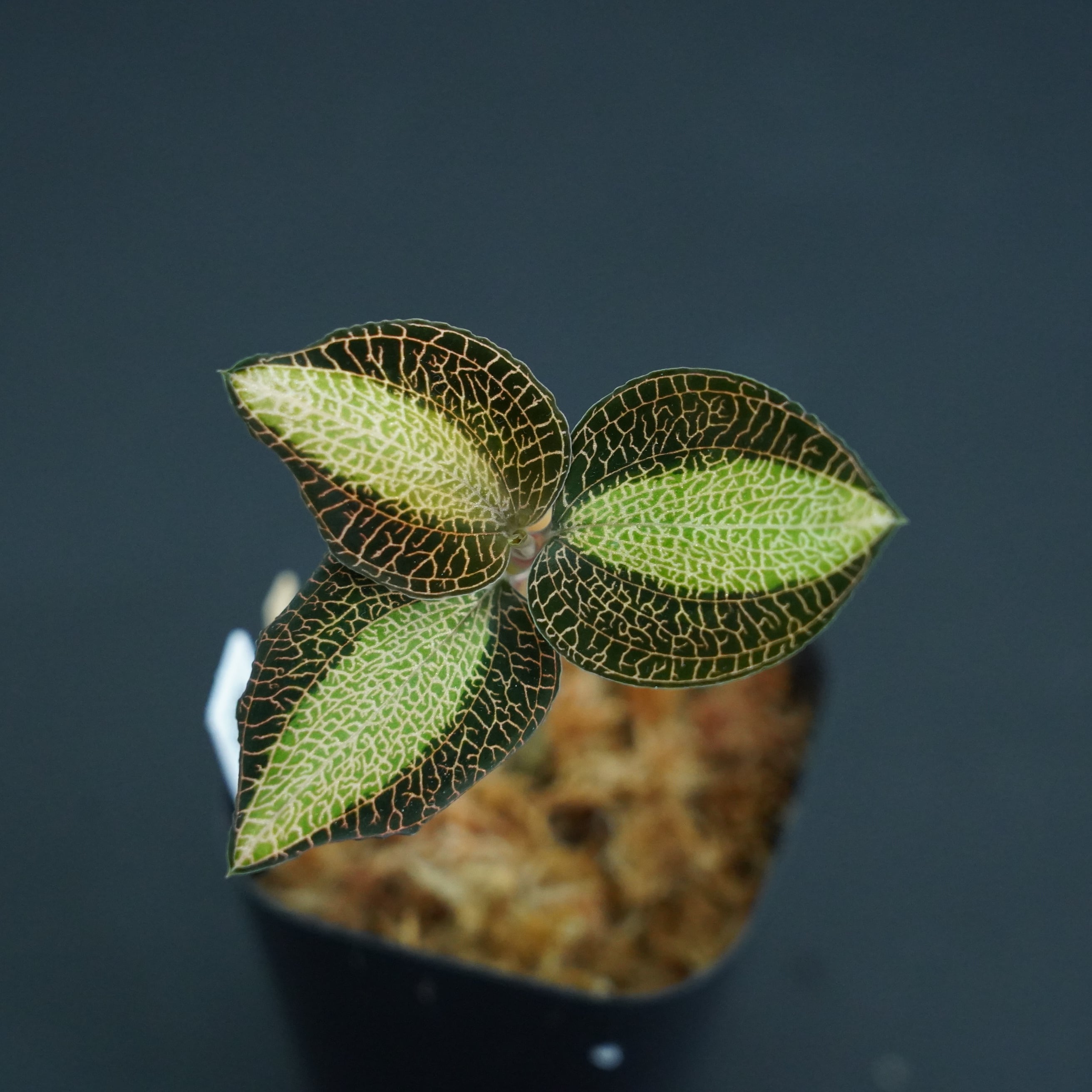 ◆現品◆アネクトキルス ロクスバーギー 'Sunlight'【ジュエルオーキッド宝石蘭/TheGAKI】#621