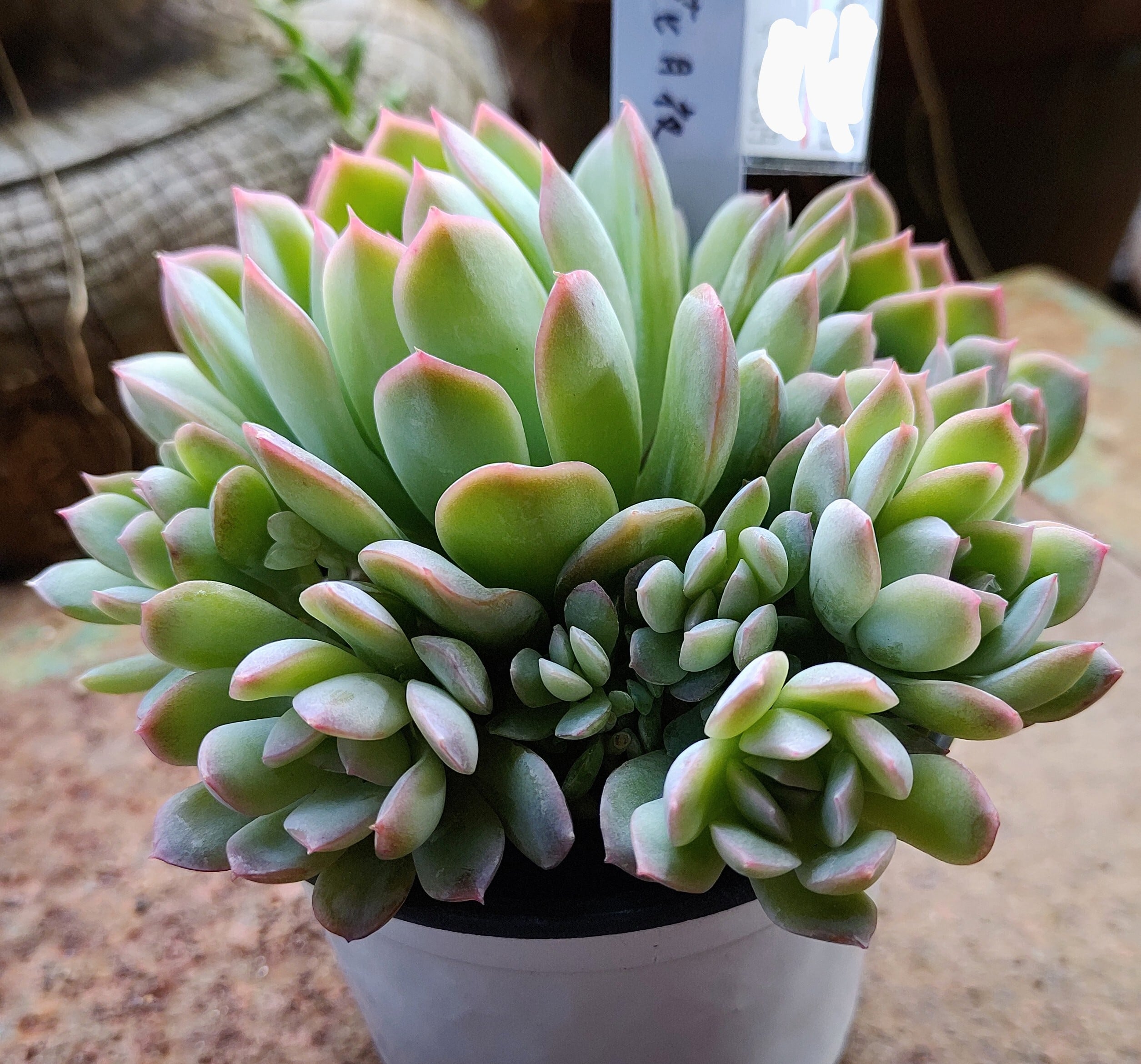 花月夜群生 | RuPo 多肉植物専門店