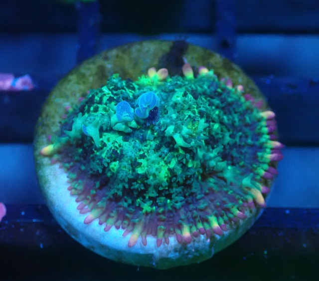 【つきみ堂Breed】BlueBounceMushroom