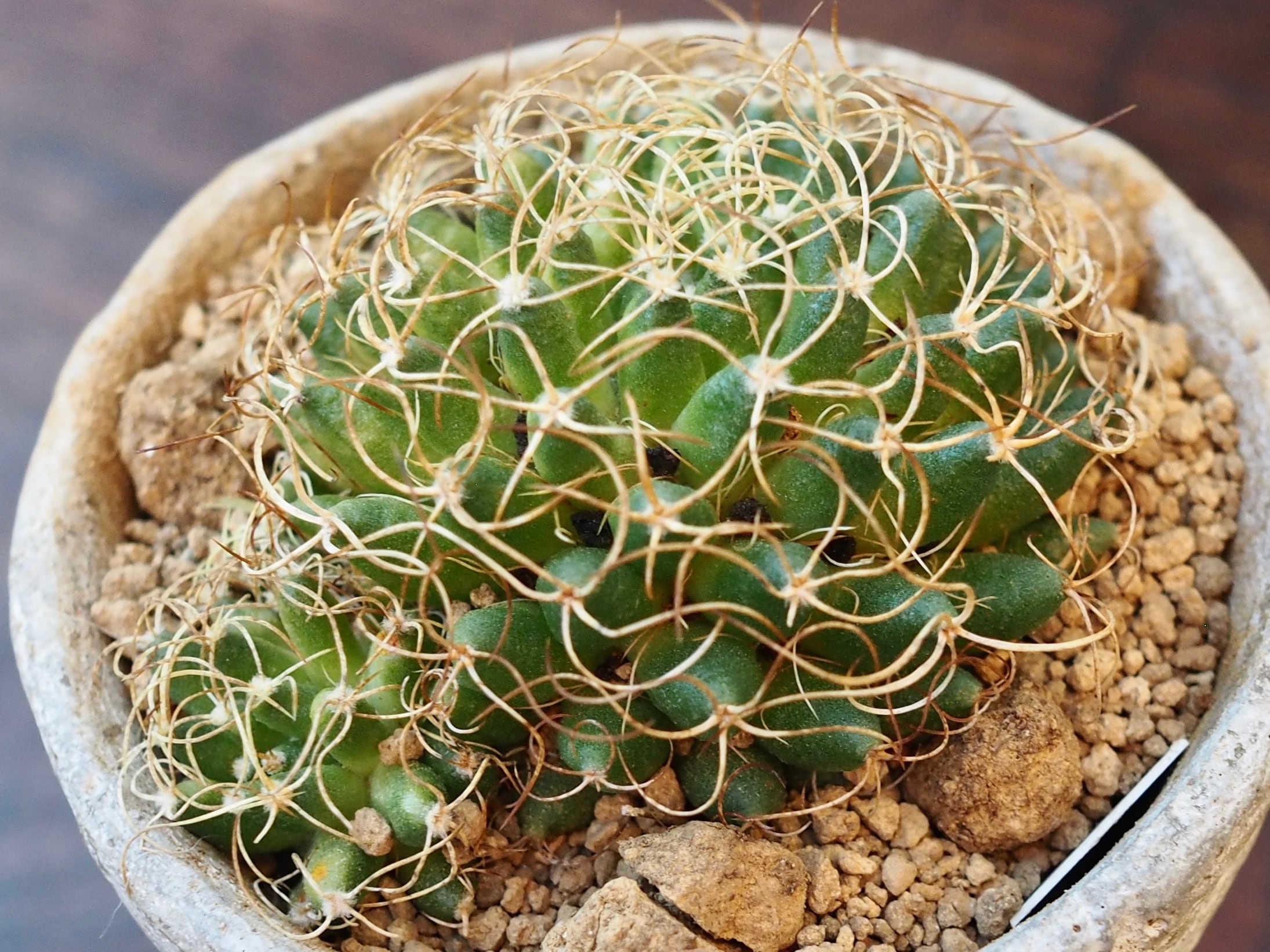 父の日に♪ モダン黒鉢×金手毬綴化 | 多肉植物デイジーアンドビー