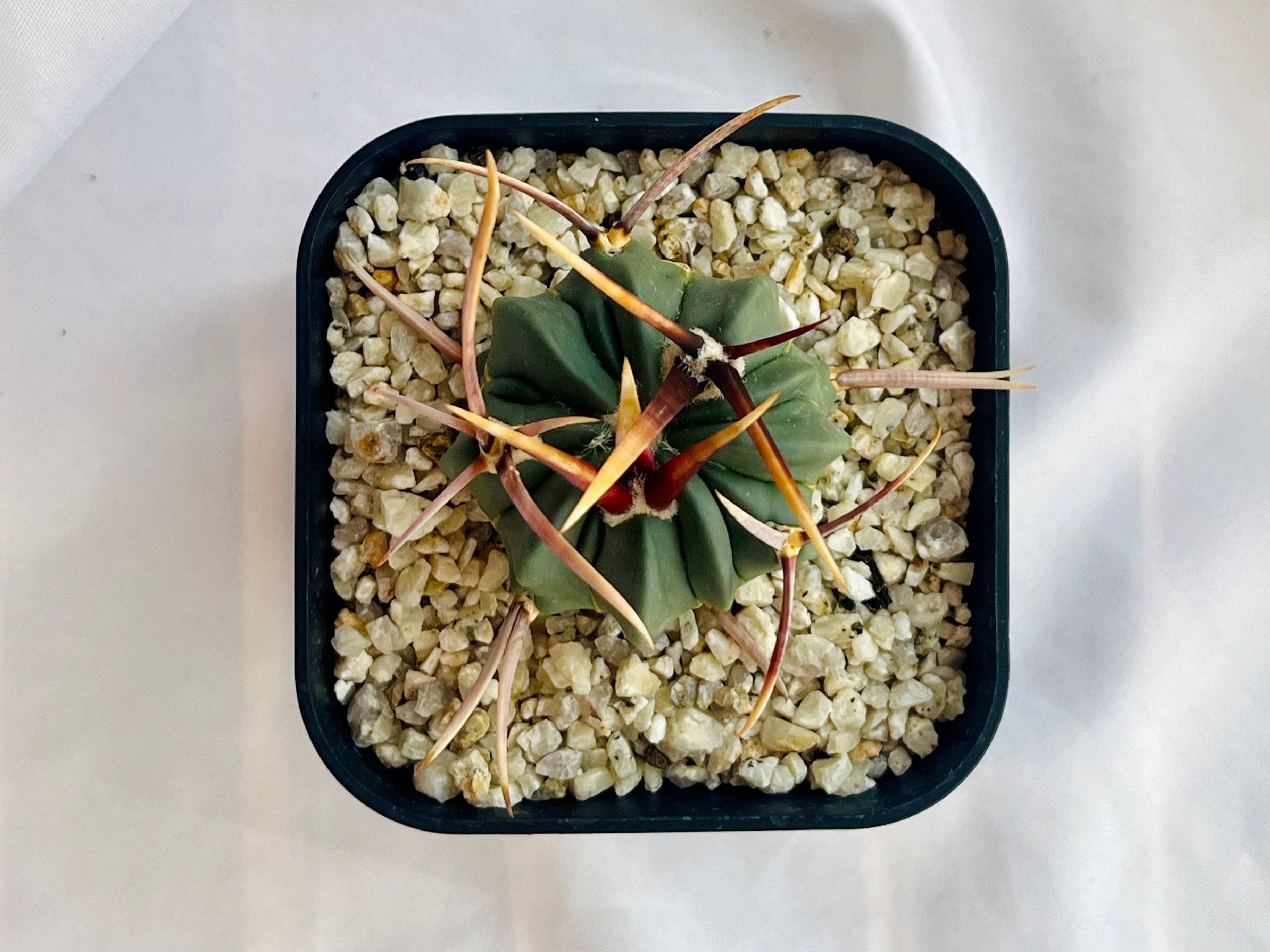 Echinofossulocactus coptonogonus エキノフォスロカクタス 竜剣丸 強
