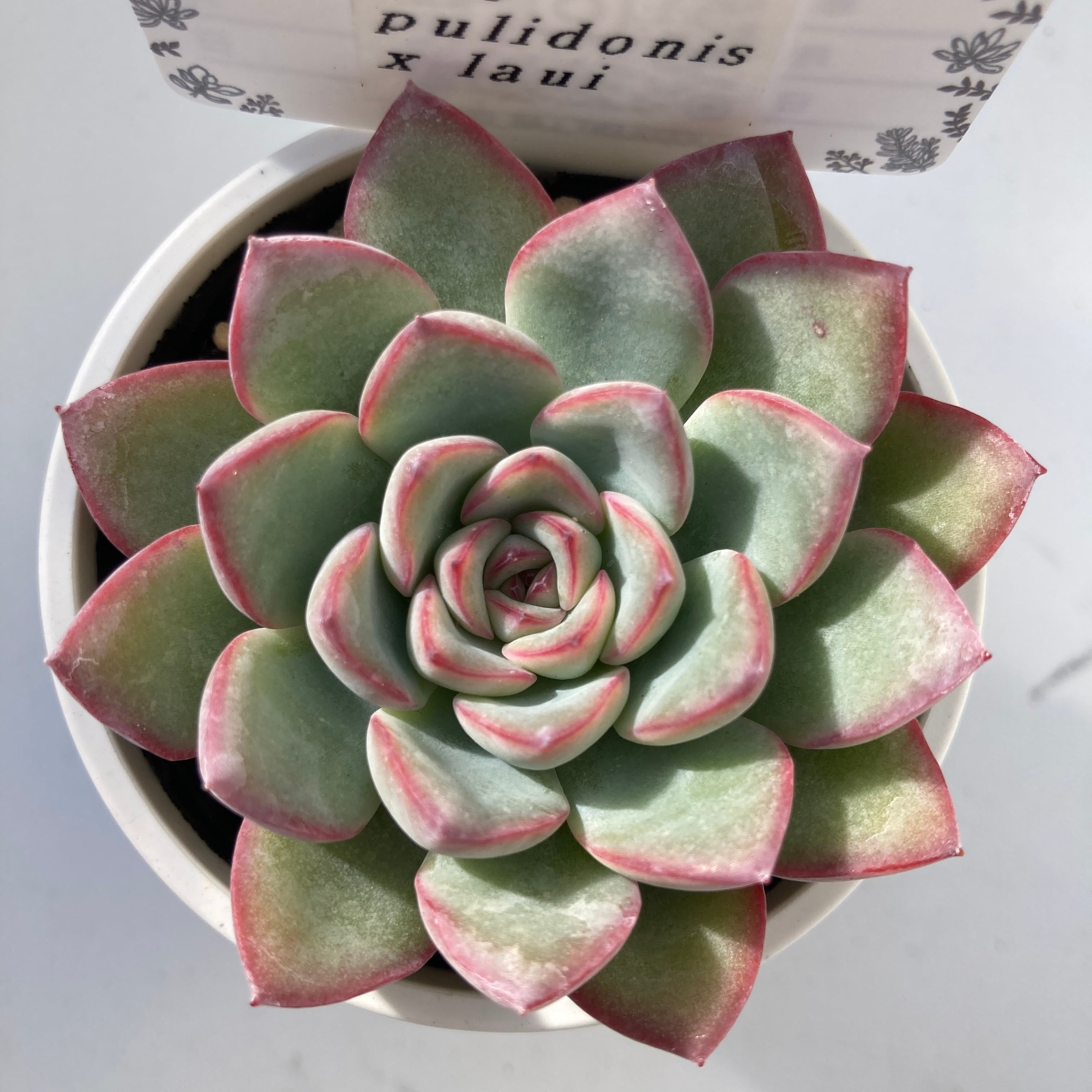 現物商品】プリドニス x ラウイ | 多肉植物研究所