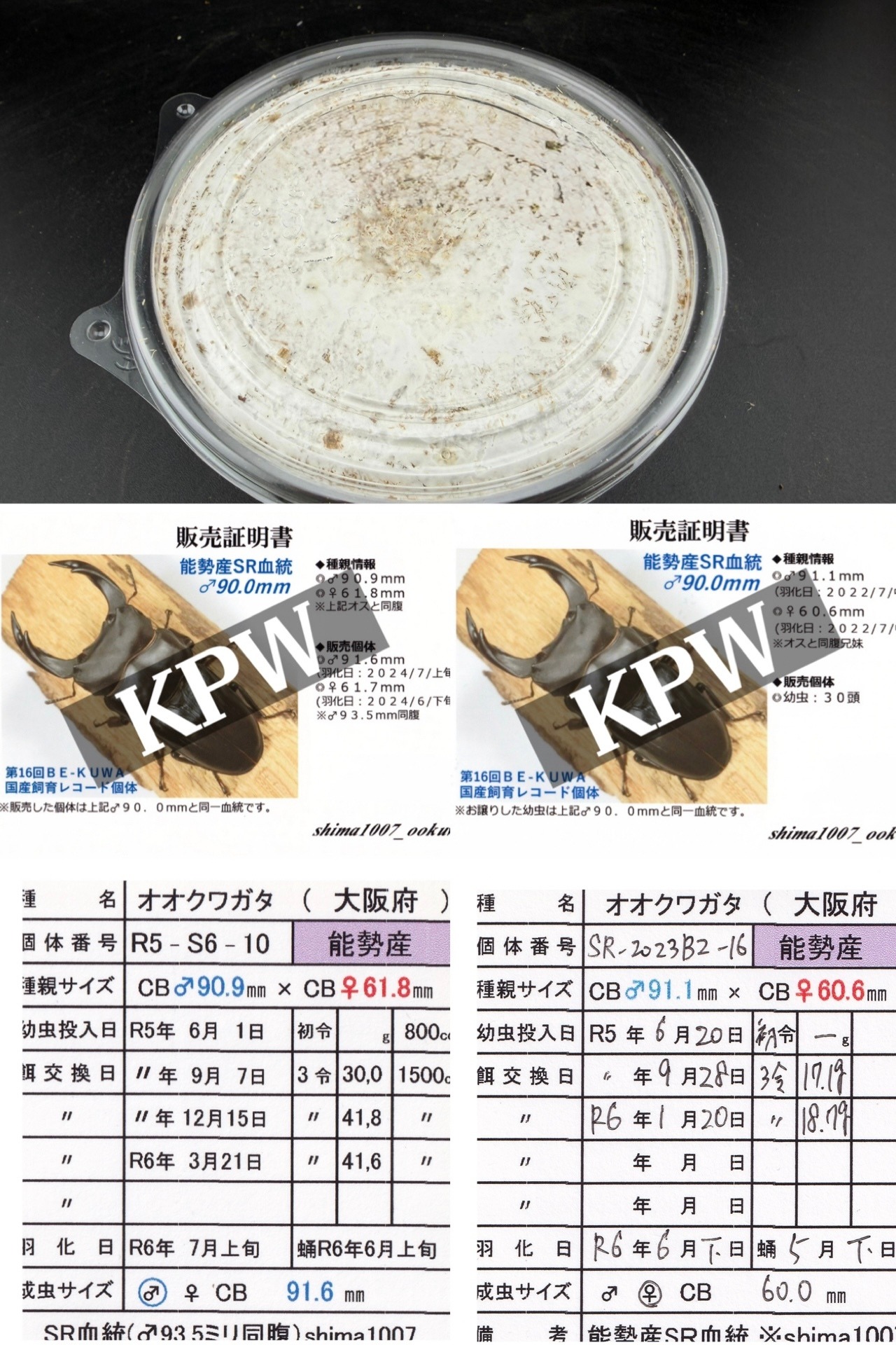 《オオクワガタ 能勢SR血統 種親91.6mm×60.0mm 幼虫1頭》冴えない茸の育てかた氏ブリード個体