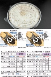 《オオクワガタ 能勢SR血統 種親91.6mm×60.0mm 幼虫1頭》冴えない茸の育てかた氏ブリード個体