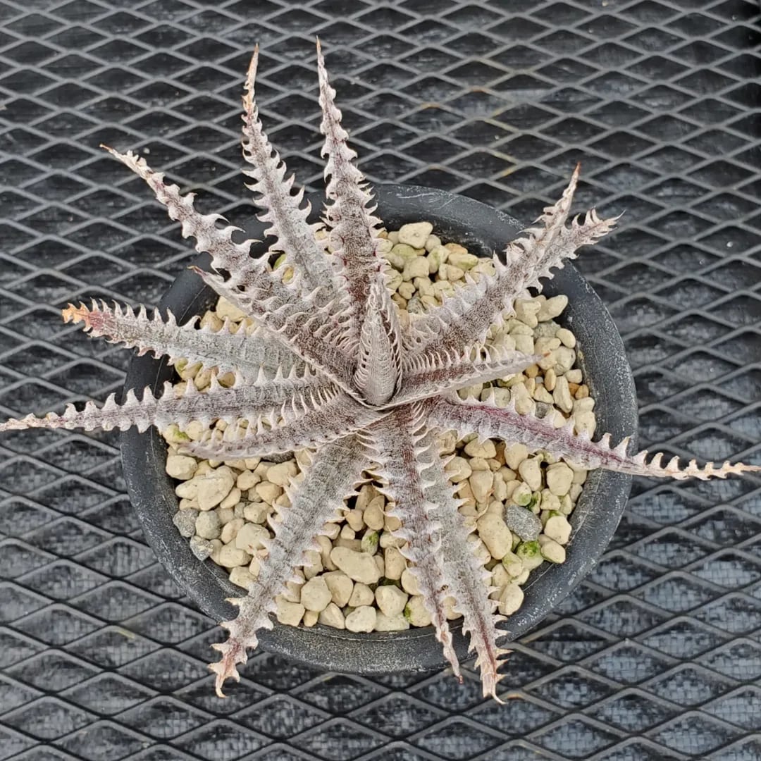 ディッキア　お買い得10株セット Dyckia（ディッキア） | レアプランツ通販サイトPlants Maniax