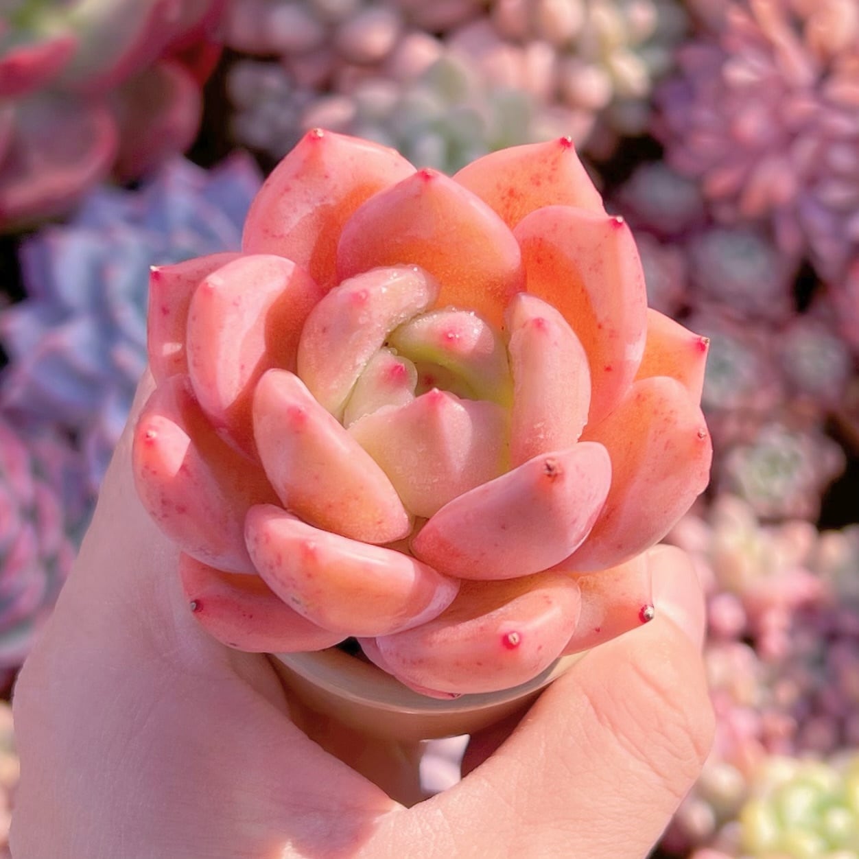 多肉植物　シャンペーンxモンロー　新入荷　るる農園