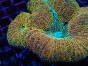 Lobophyllia PremiumColor