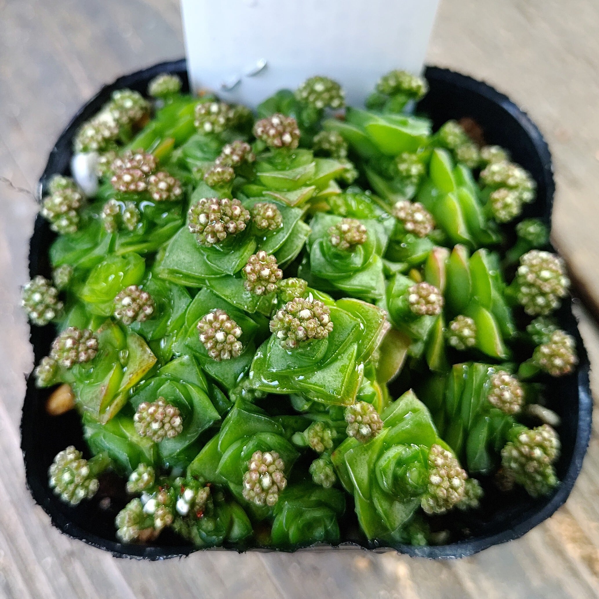 マルガンクイーン | RuPo 多肉植物専門店