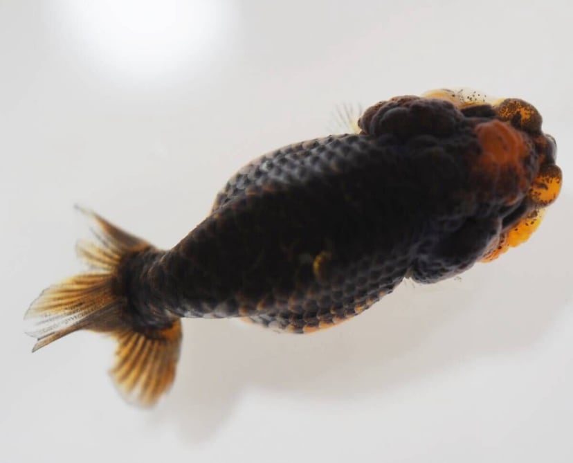 モンスター麒麟らんちゅう金魚 気まぐれセール！！極上麒麟らんちゅうオープン特別特価 | 金魚屋「和」