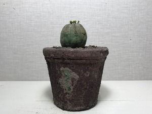 ユーフォルビア オベサ