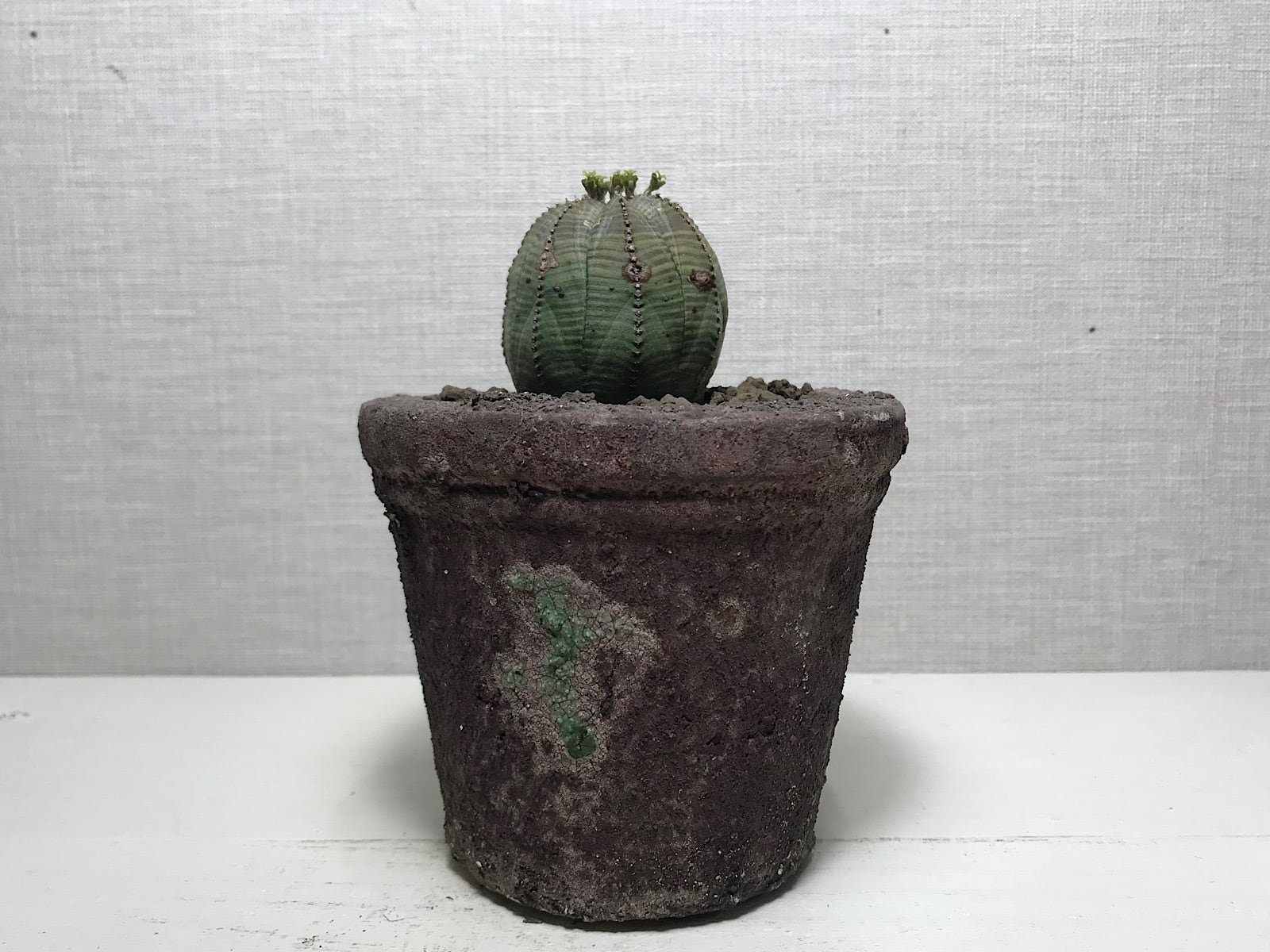 ユーフォルビア オベサ