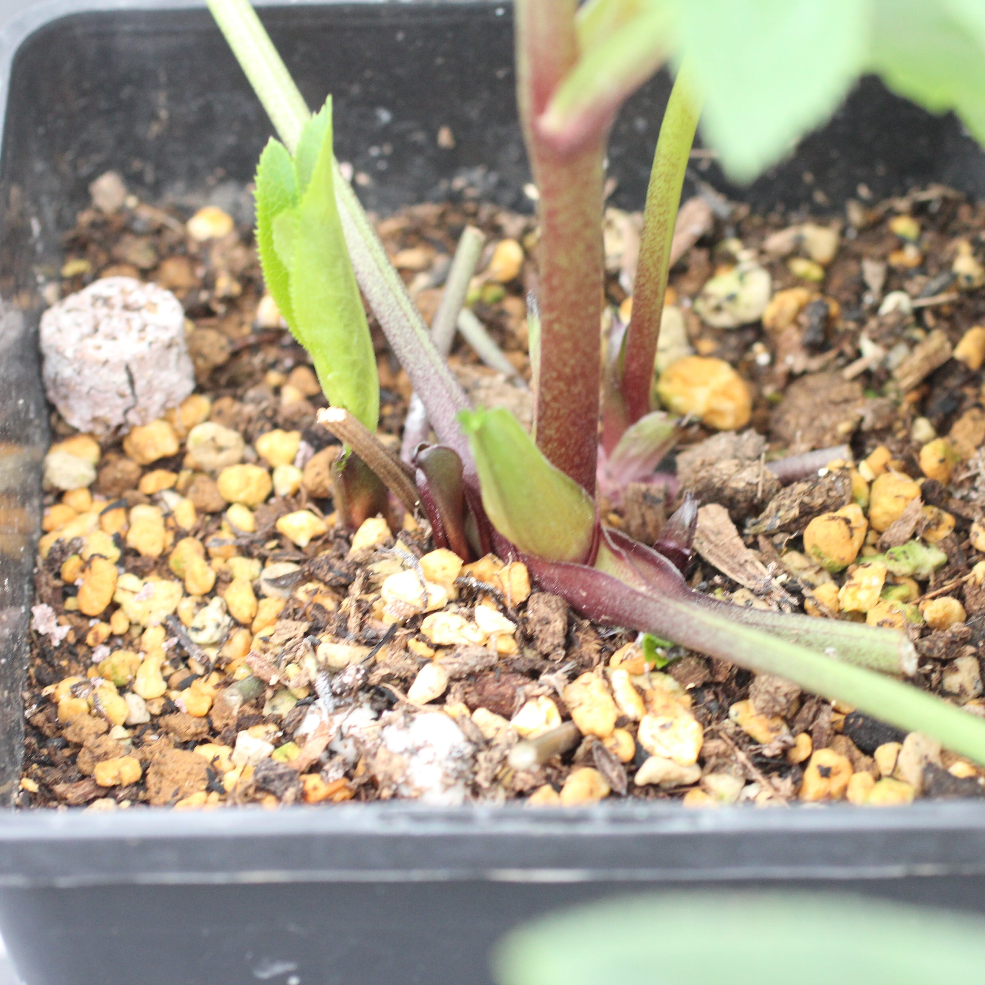 WS26-032 クリスマスローズ ウィンターシンフォニー グリーンダブル