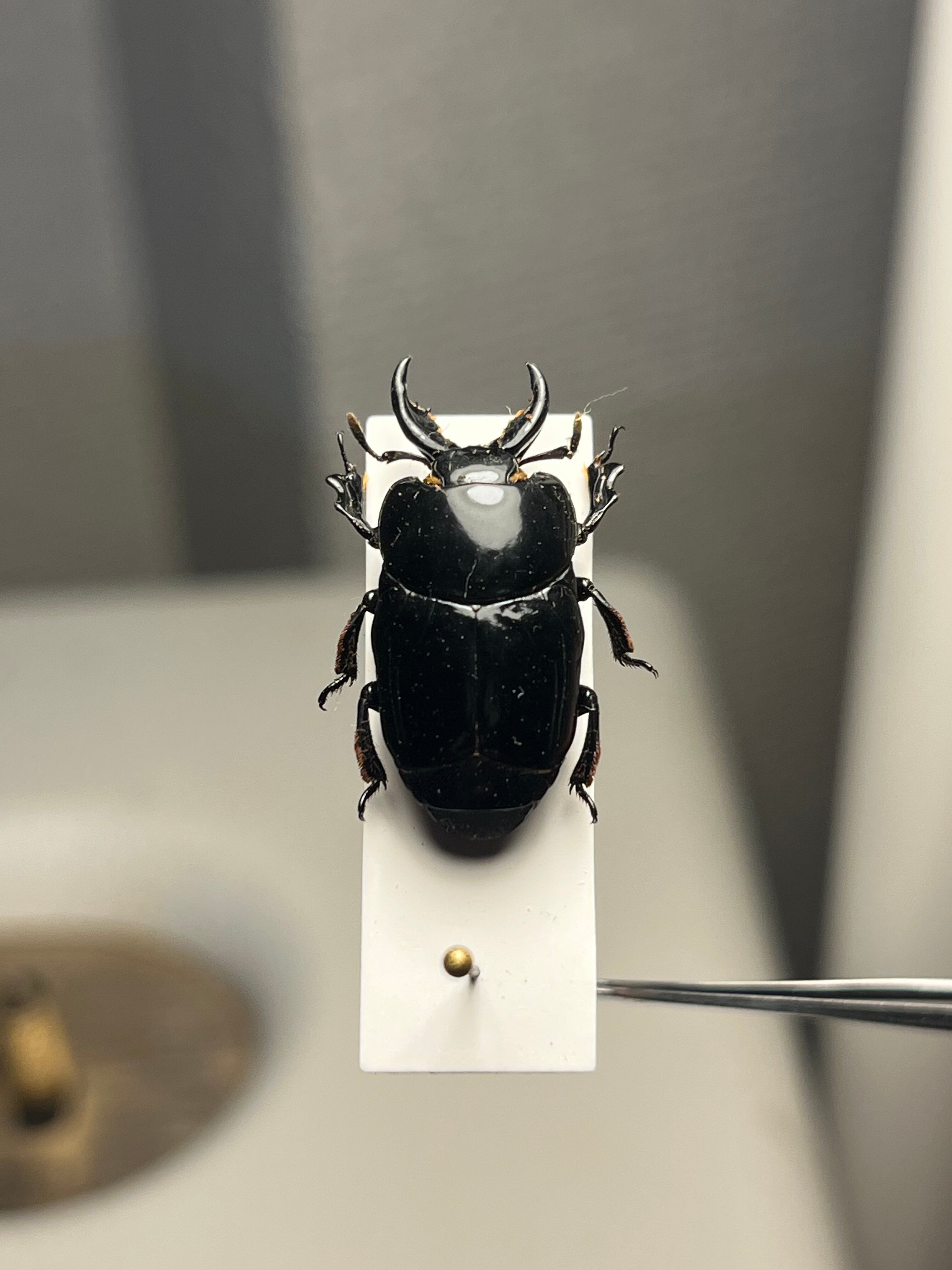 22mm】漆を塗ったかのような艶感が美しいエンマムシの一種 ボツワナ産