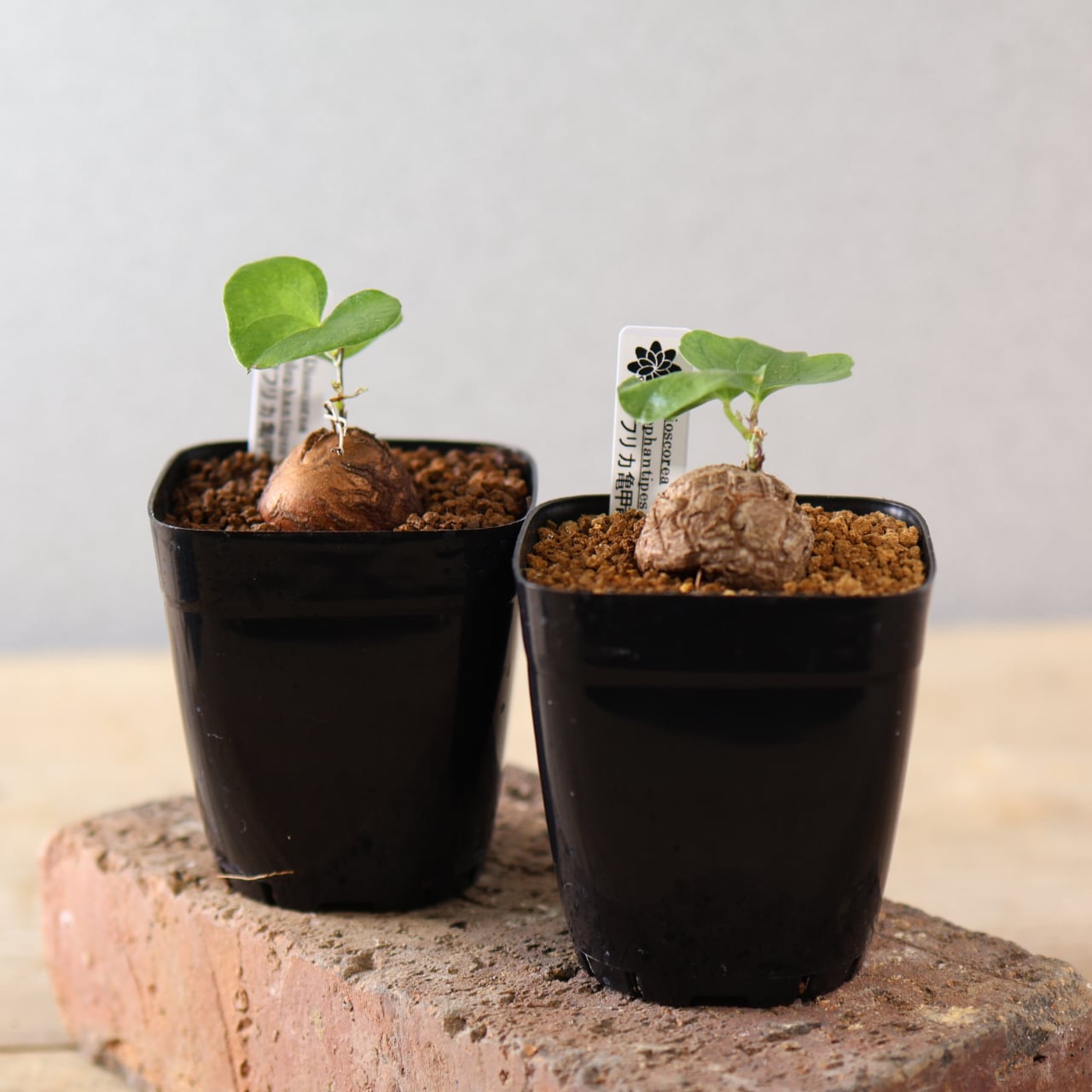 トツクリキワタ　観葉植物　盆栽向け❗️ Bonsai After→Before トックリキワタ。 南米の盆栽師の作ったが