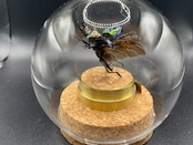 インテリア標本《ニジイロクワガタ♂》