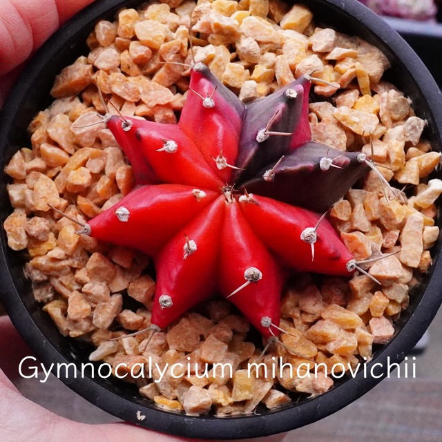 ※再入荷※【緋牡丹錦】ヒボタン　ギムノカリキウム　ミハノビッチ　サボテン