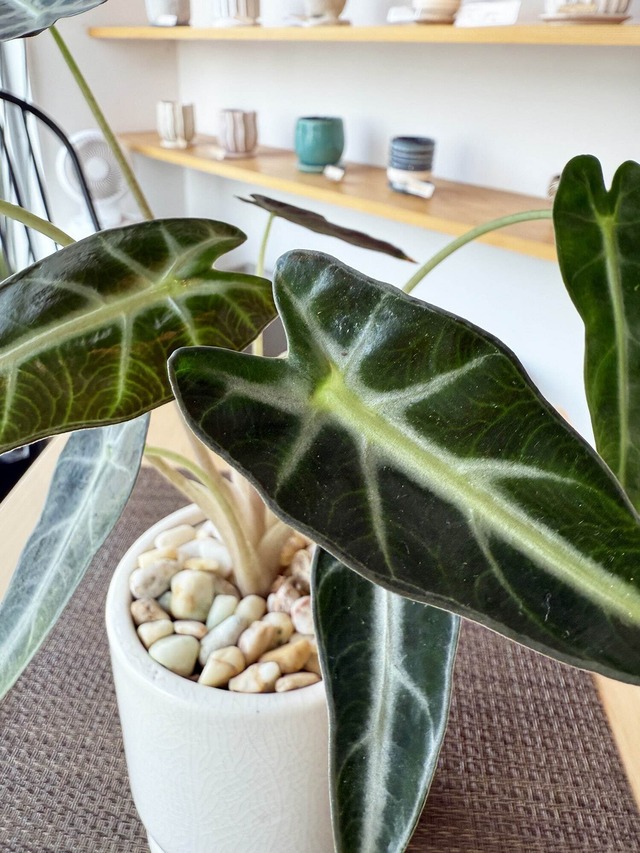 アロカシア・バンビーノ