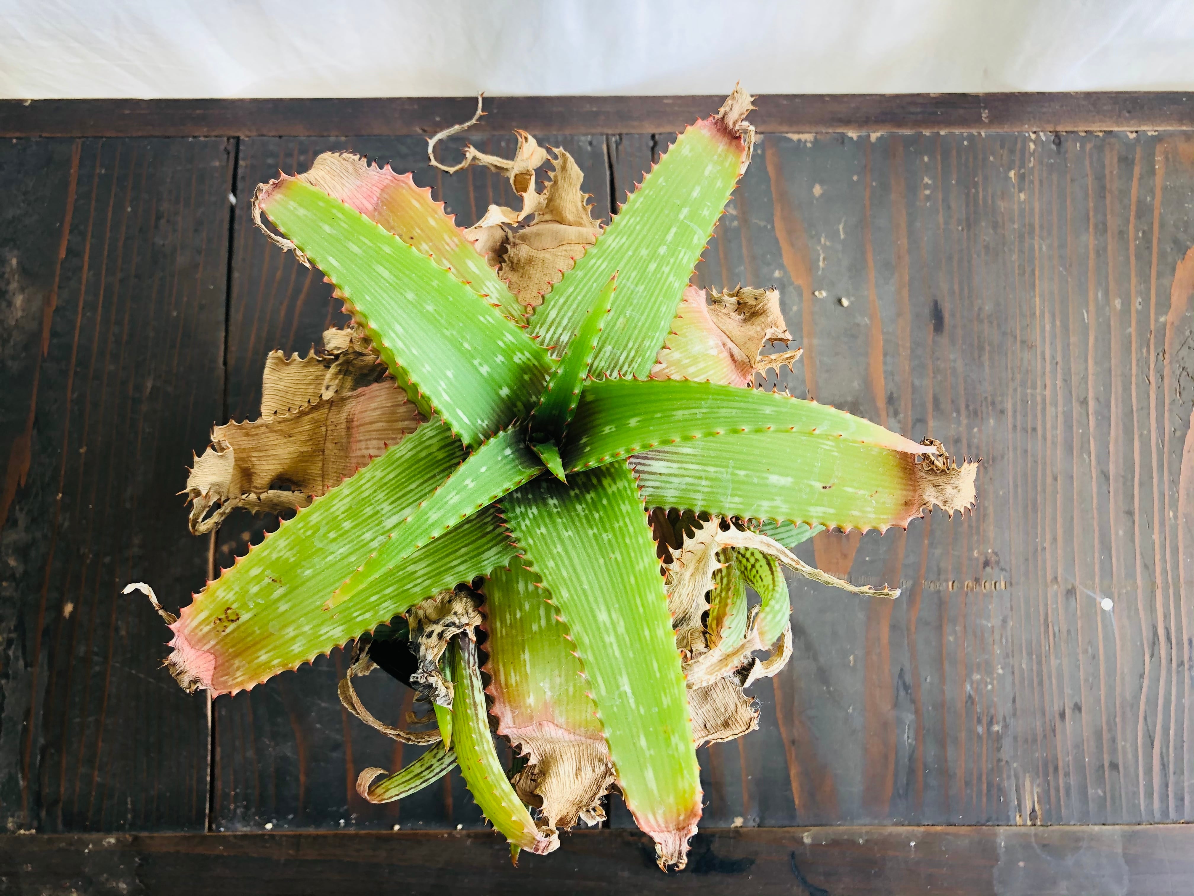 Aloe branddraaiensis アロエ ブランドレイエンシス | plants MARU