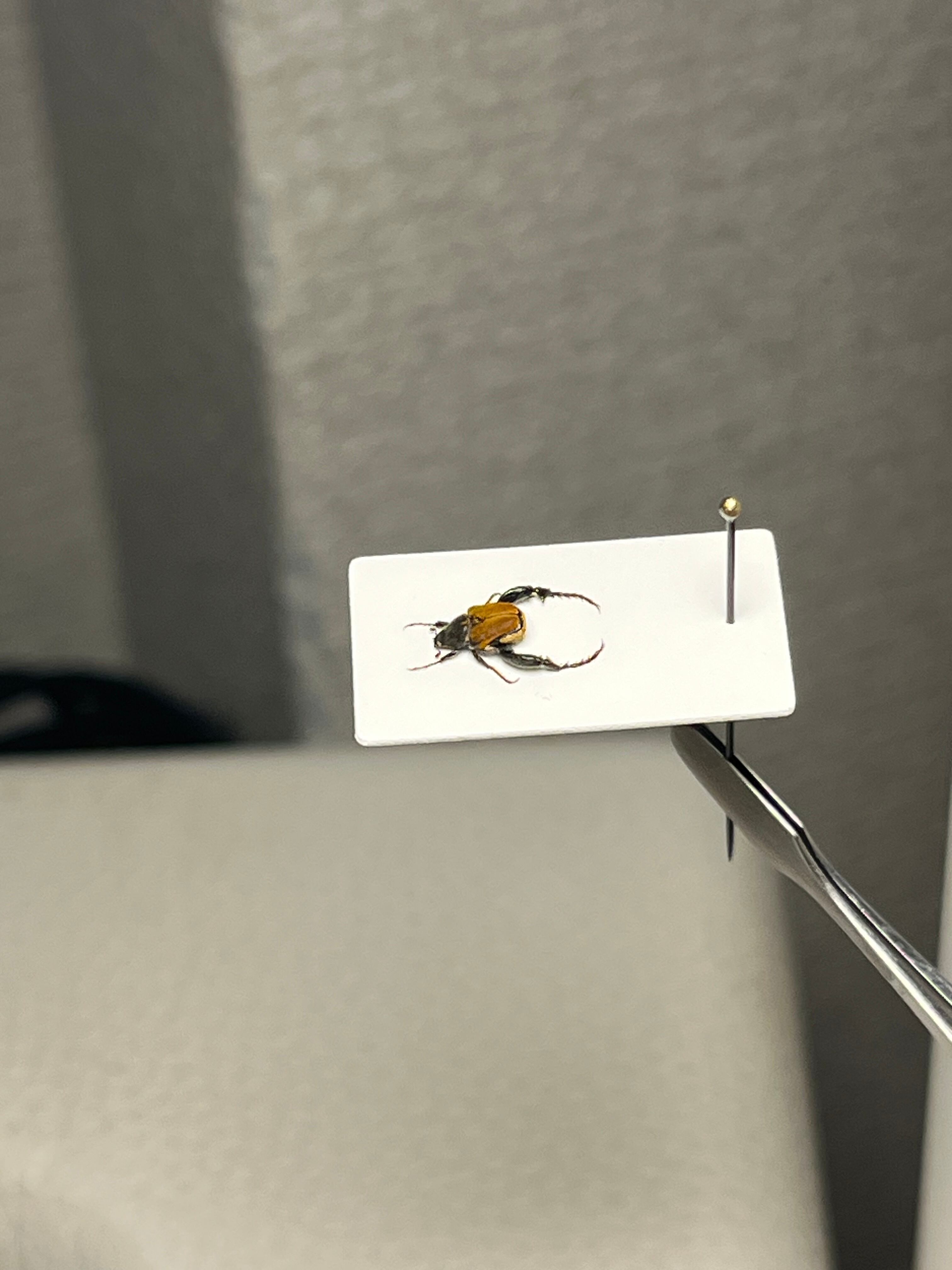 4mm】山吹色の体色が美しい南アフリカのアシナガコガネ 標本 プラチナ