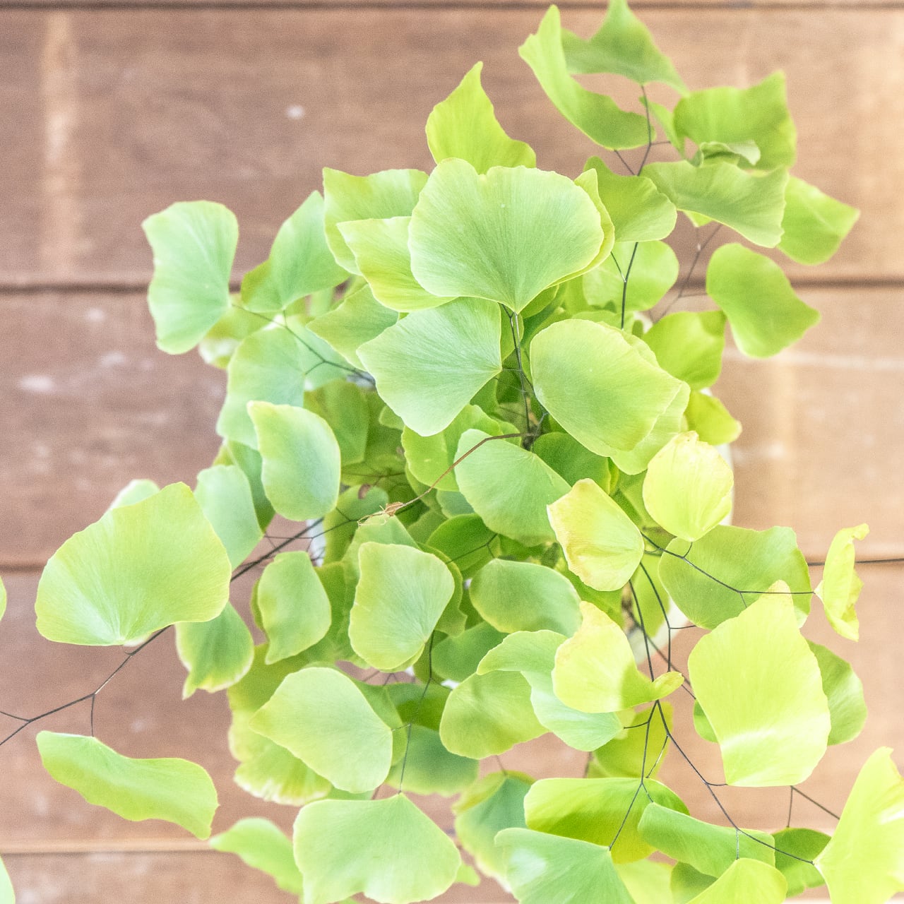 【揺れる銀緑色のシルク】アジアンタム・ペルビアナム。無骨な手づくりモルタル鉢が、その繊細さをより一層、引き立てます。／一株の厳選／虫発生抑制／送料全国一律850円