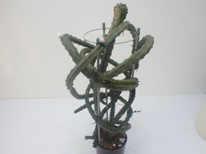 Selenicereus sp. type1　４号ロング鉢　あんどん仕立て