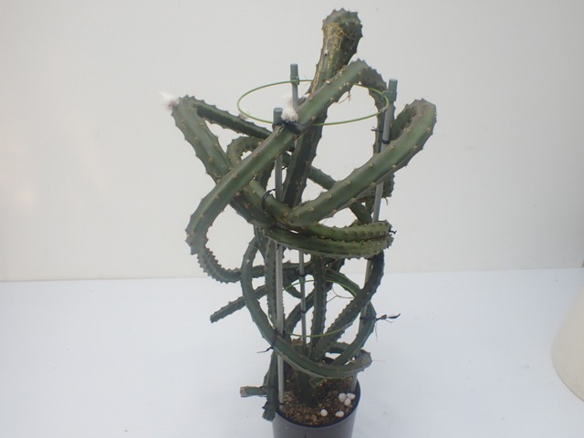 Selenicereus sp. type1　４号ロング鉢　あんどん仕立て