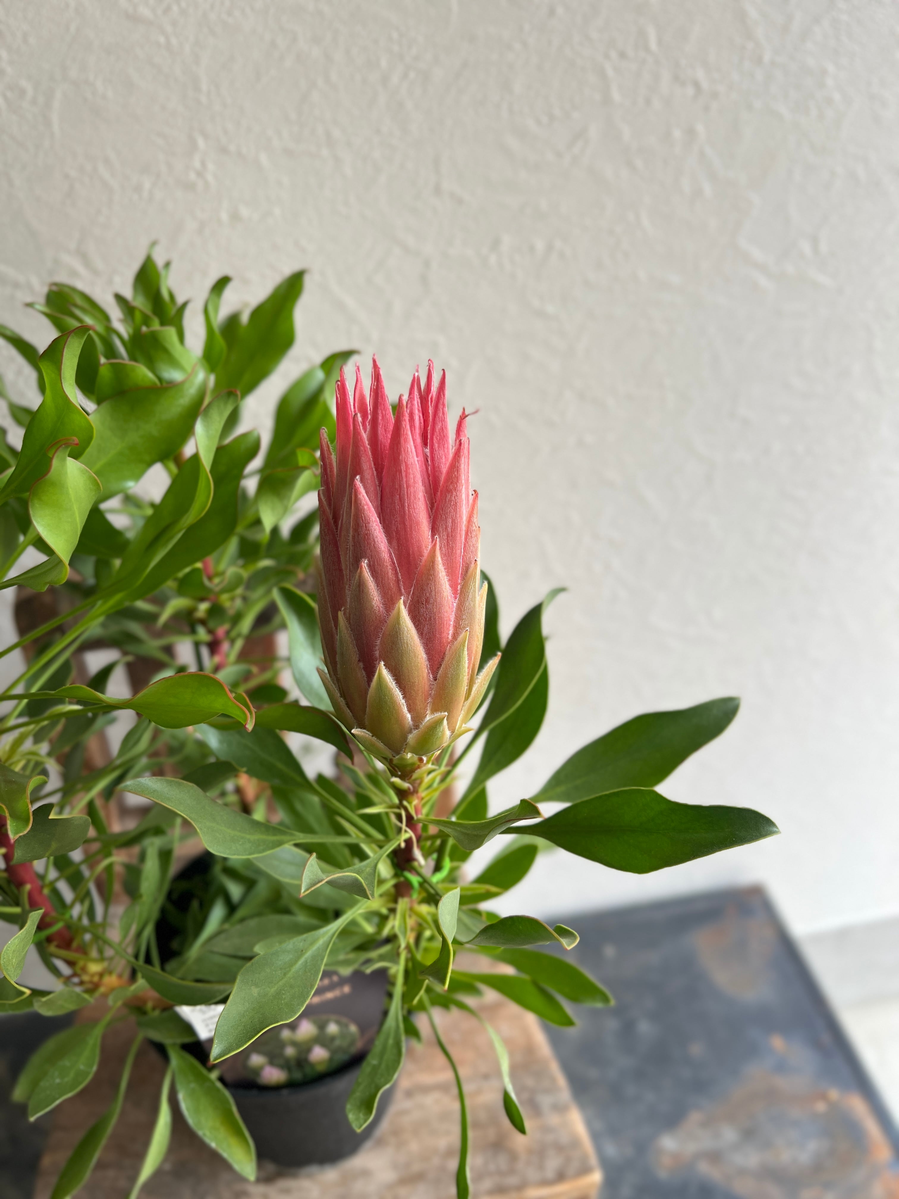 プロテア　オータムプリンス　5号 プロテア：オータムプリンス 5号鉢植え25-01 の通販 | 園芸ネット