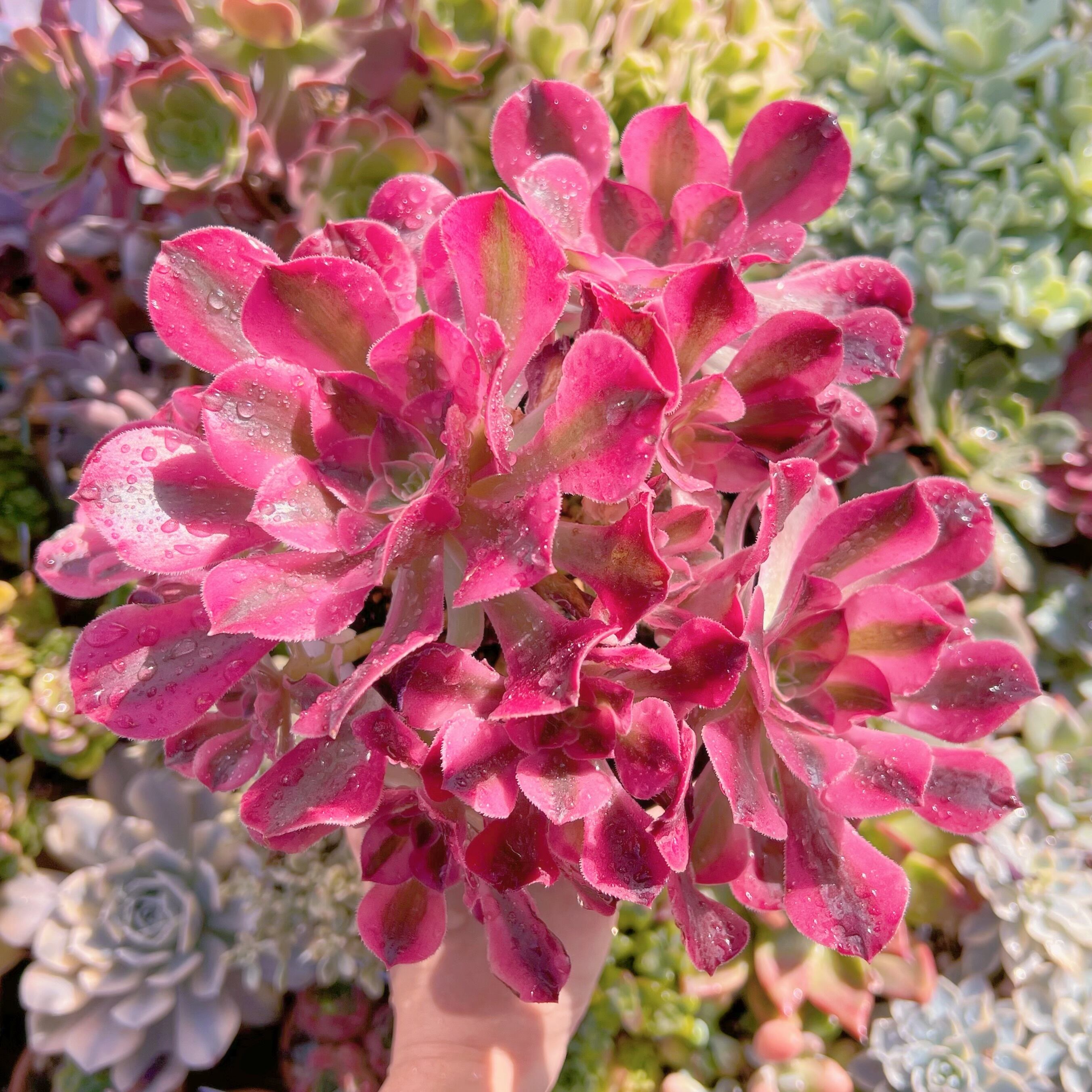 現物　アフラダイティ#630　特大群生　新入荷