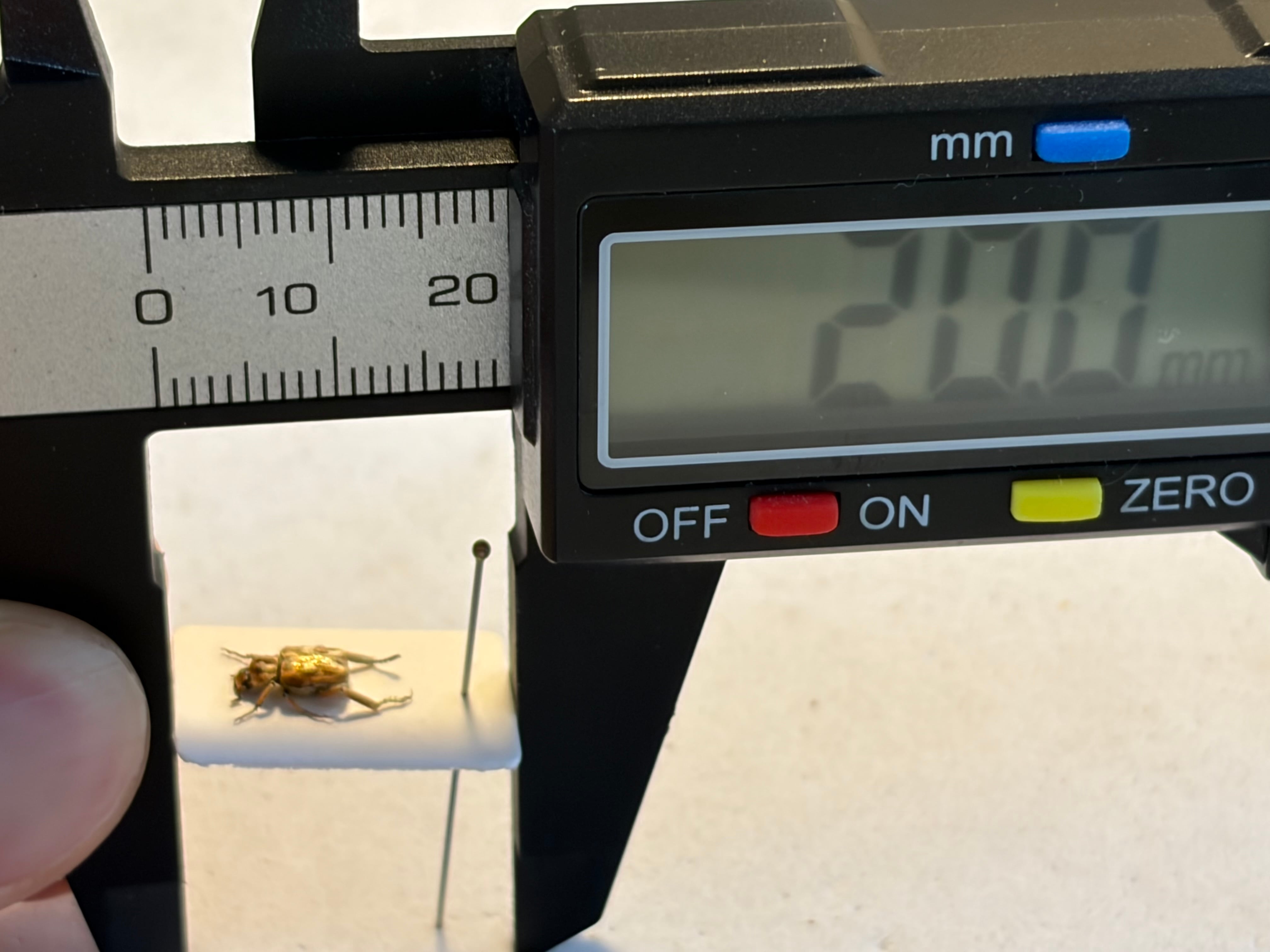 7mm】オウゴンアシナガコガネ とんでもない甲虫 標本プラチナコガネ