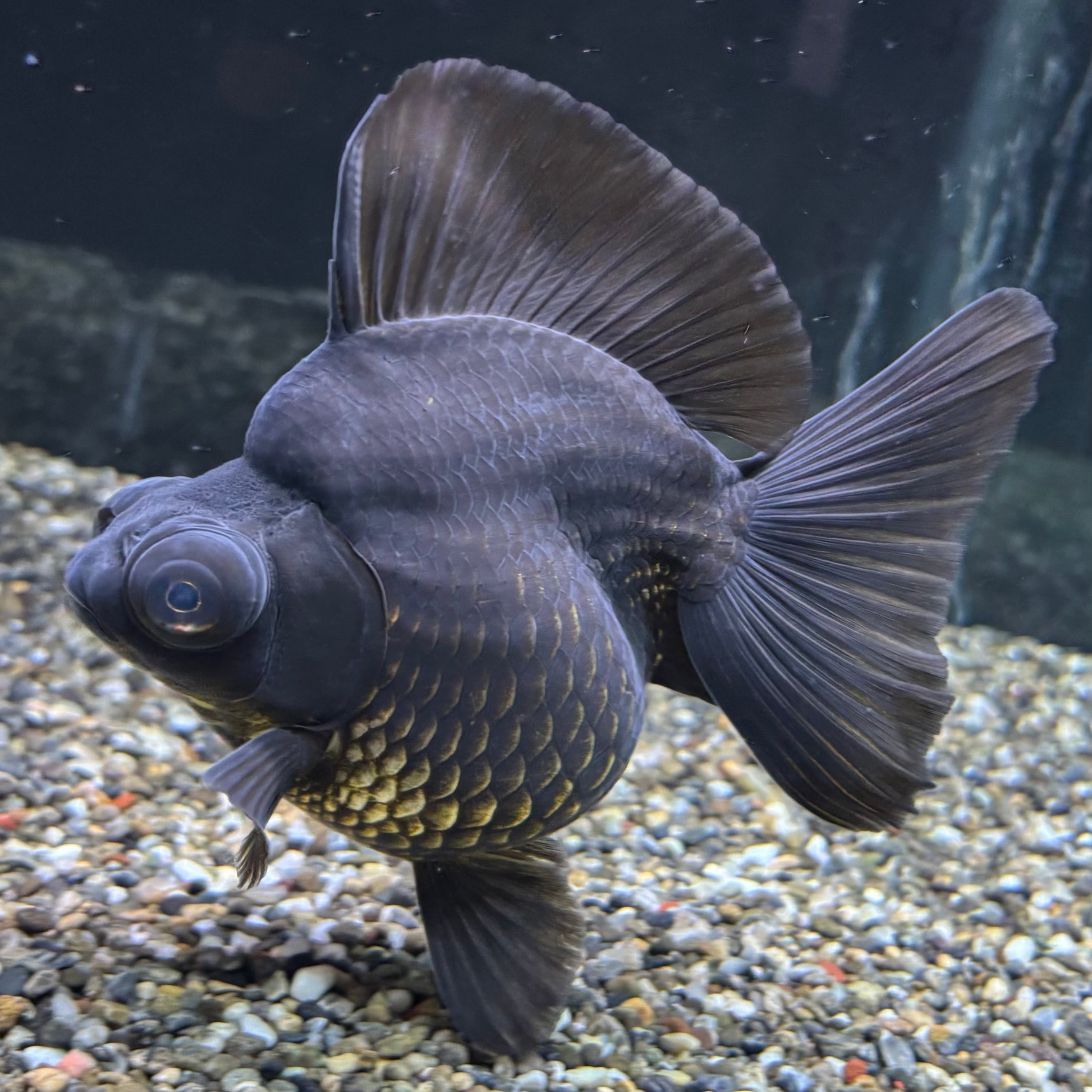 出目金ブロードテール 黒 14cm