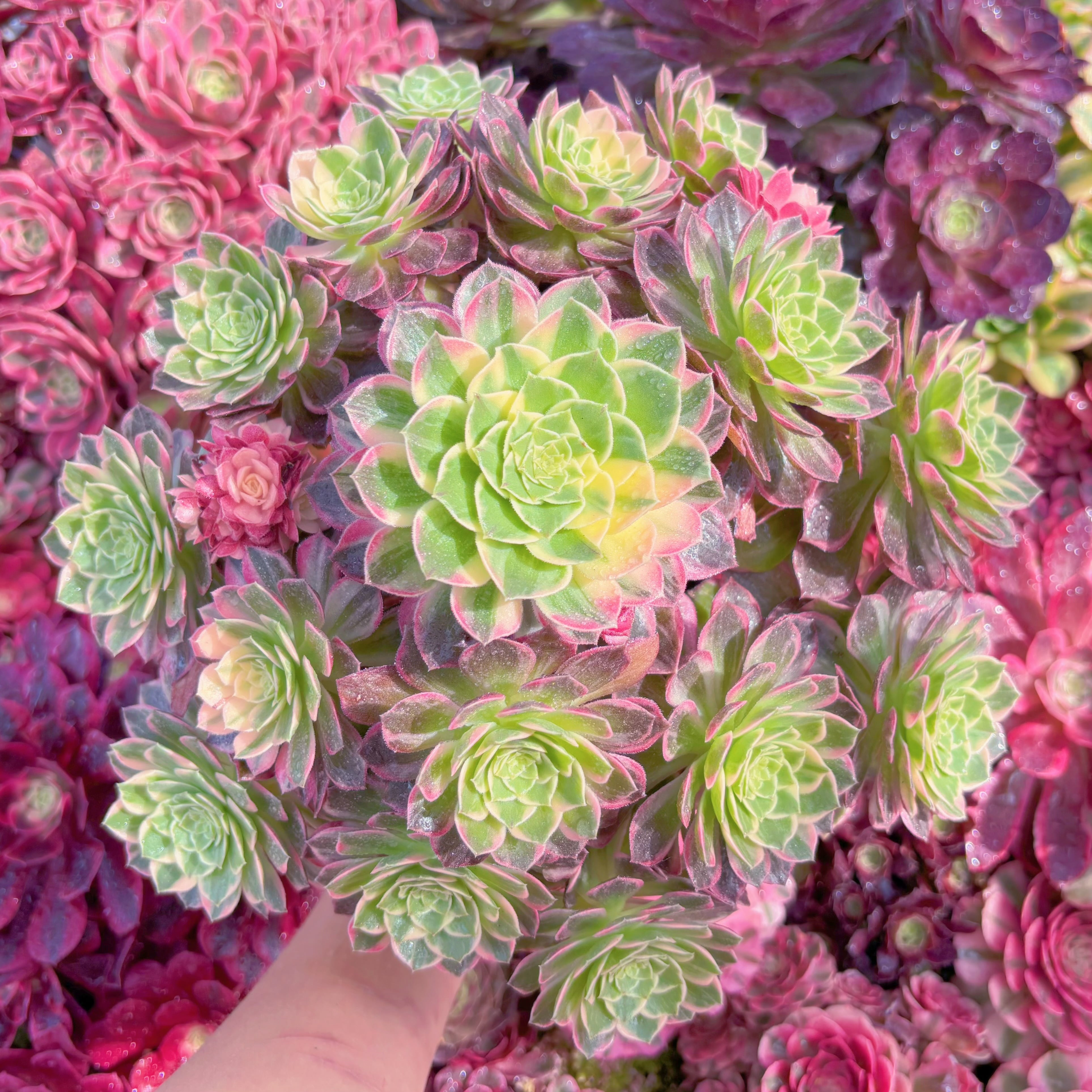 現品　万華鏡#1131　特大群生　新入荷　るる農園