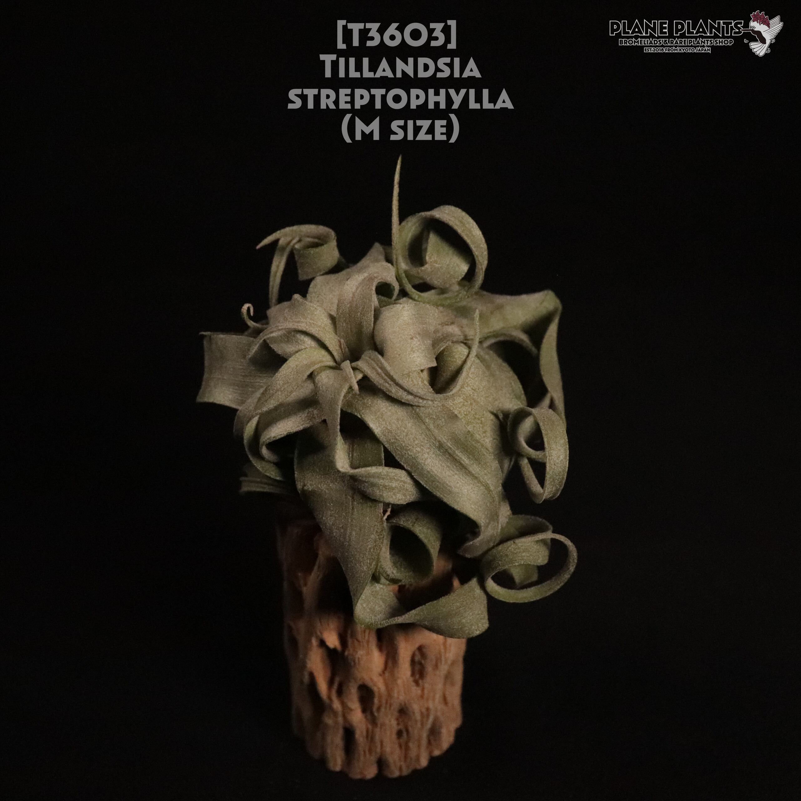 【送料無料】streptophylla M〔エアプランツ〕現品発送T3603