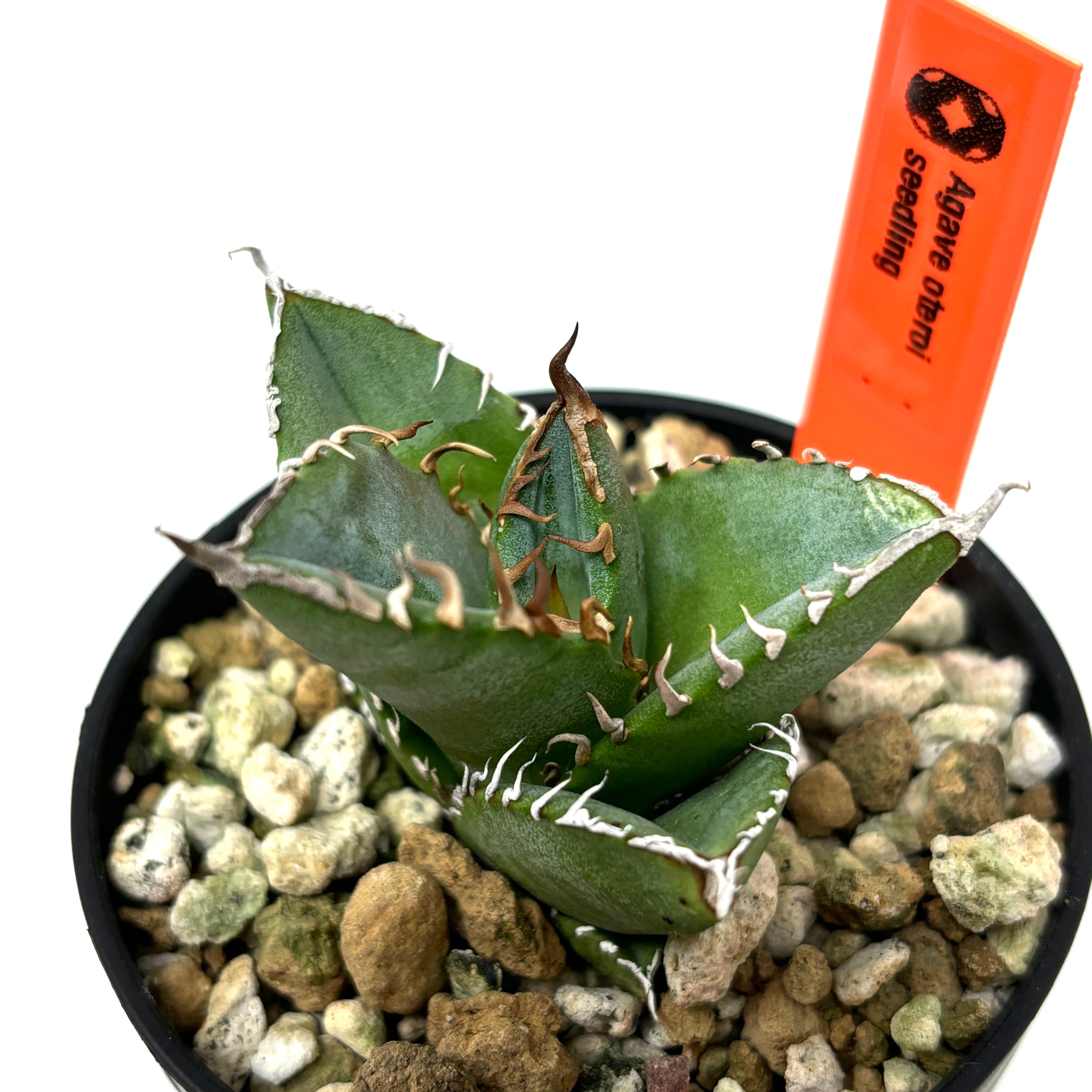 アガベ オテロイ実生 （アガベ オテロイ 実生 選抜 子株 - アガベ  