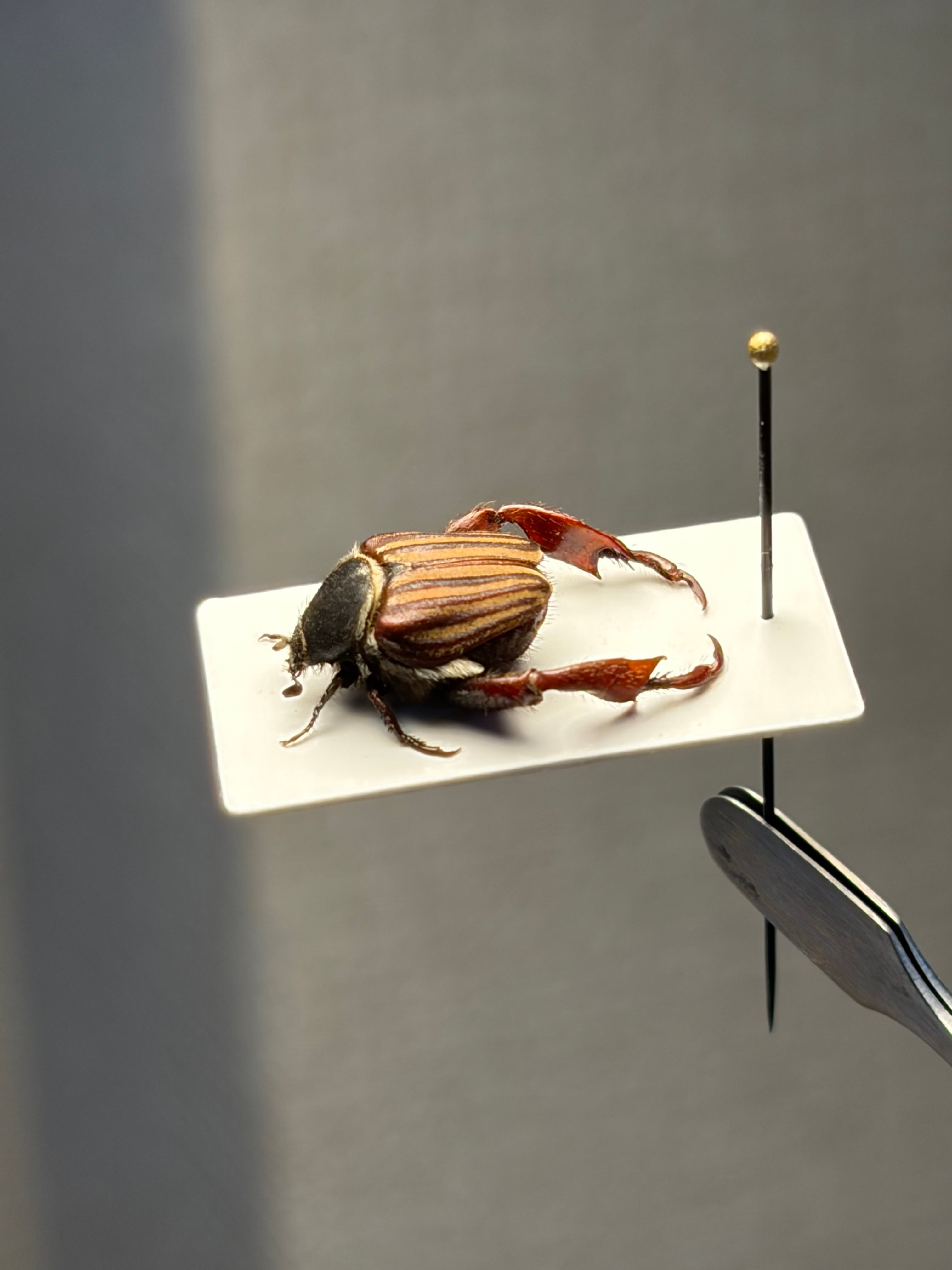 【8mm】毛むくじゃらの南アフリカのアシナガコガネ 標本 プラチナコガネ 9mm】タテスジサルコガネ アシナガコガネ 標本 プラチナコガネ