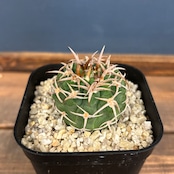 サボテン ギムノカリキュウム フェロシオール【113】