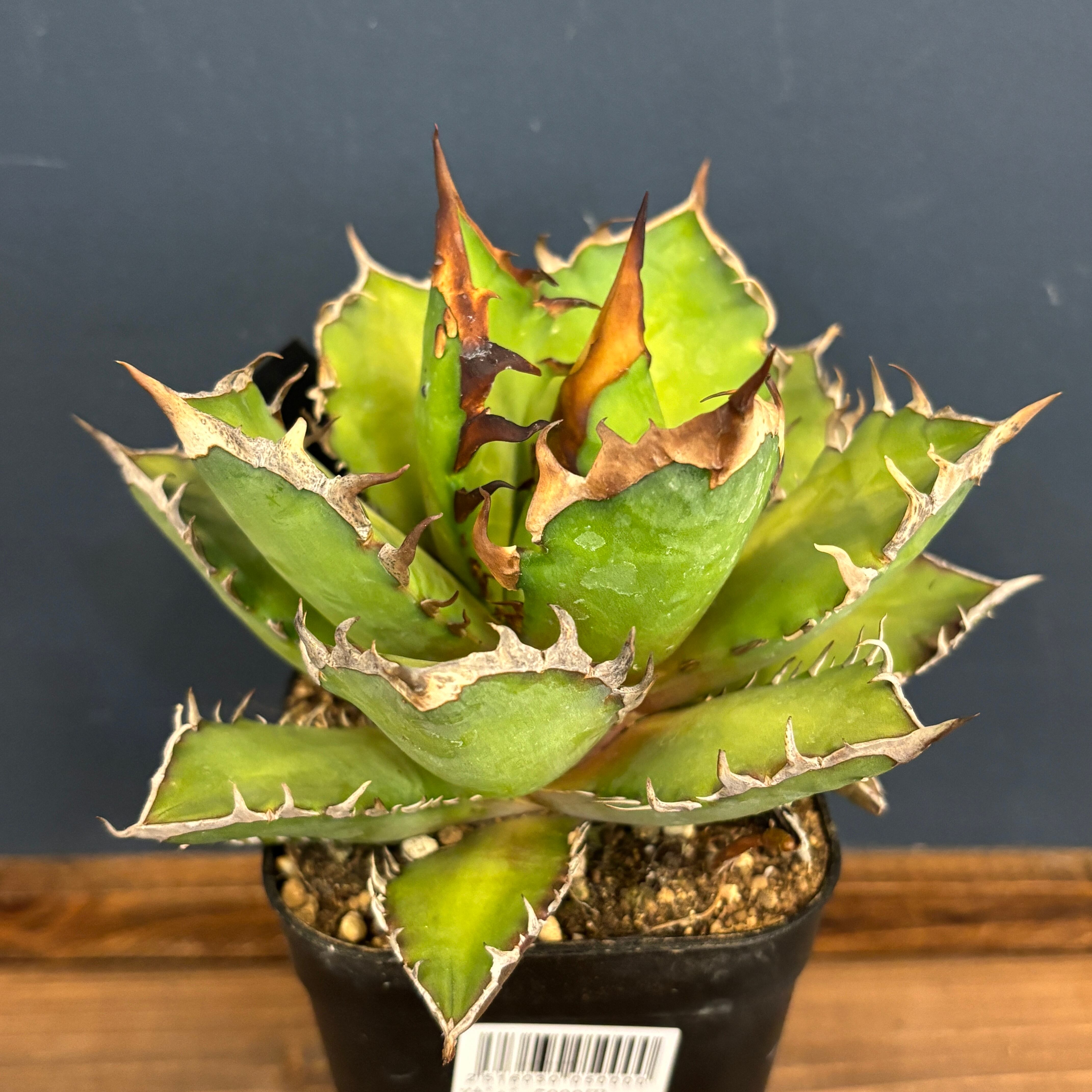 アガベ チタノタ レッドキャットウィーズル【967】