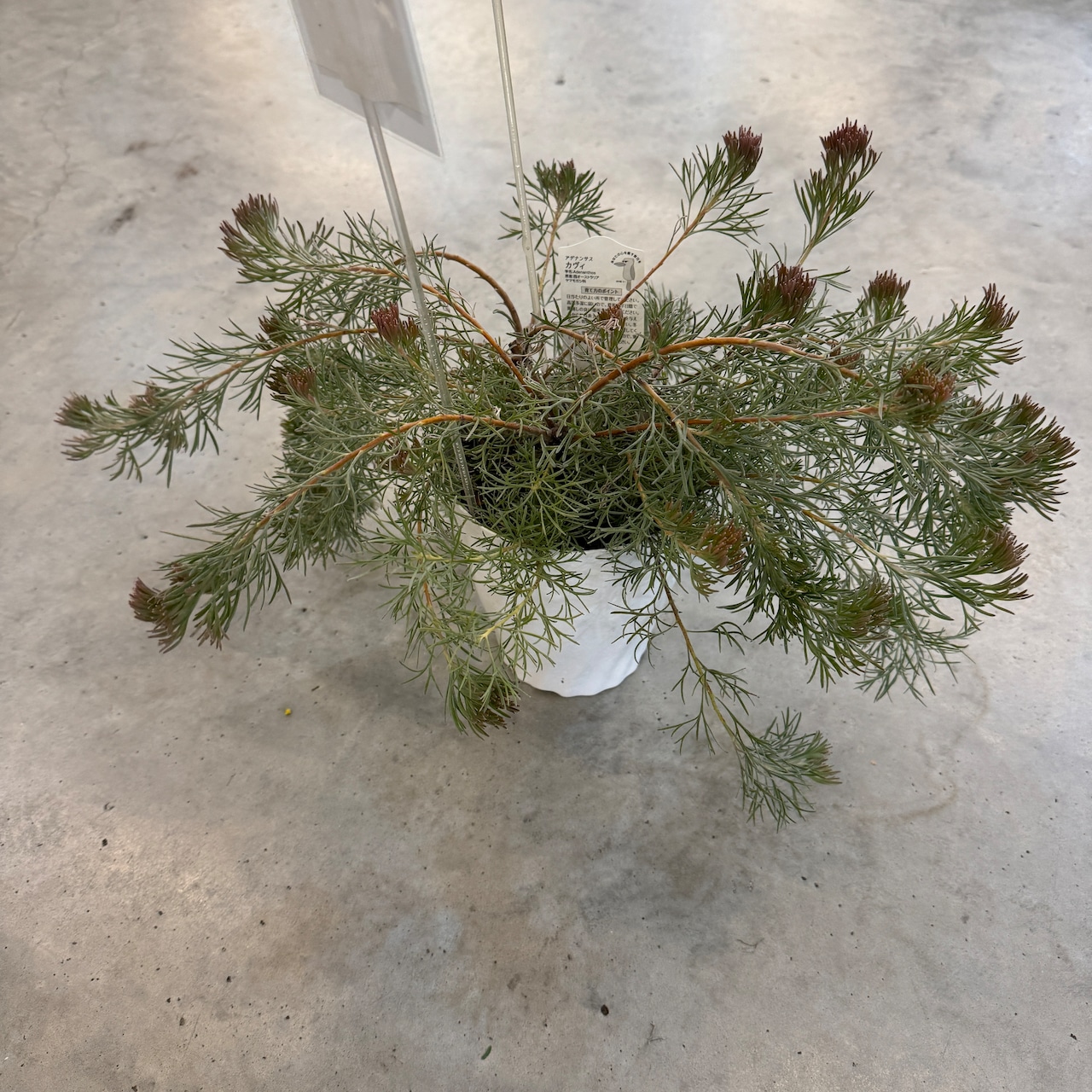 アデナンサス カヴィ【1012】