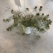 アデナンサス カヴィ【1012】