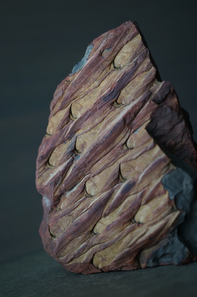 ポーランド産鱗木(ヒカゲノカズラ類)化石 Lepidodendron sp. 2439