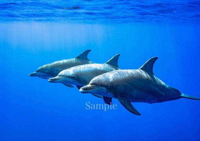小笠原イルカ #2【メタルプリントM】エネルギーフォト　