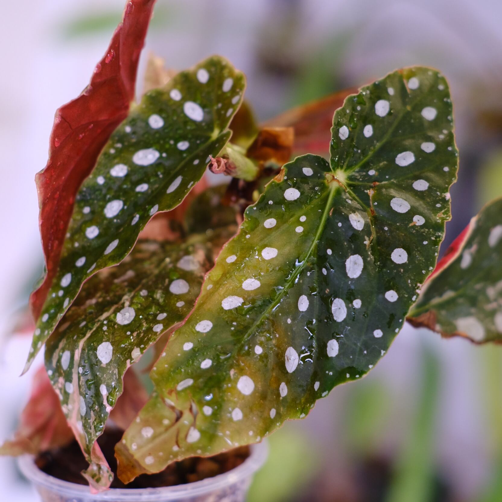 Begonia maculata variegata 'Pink'｜ベゴニア マクラータ ピンク