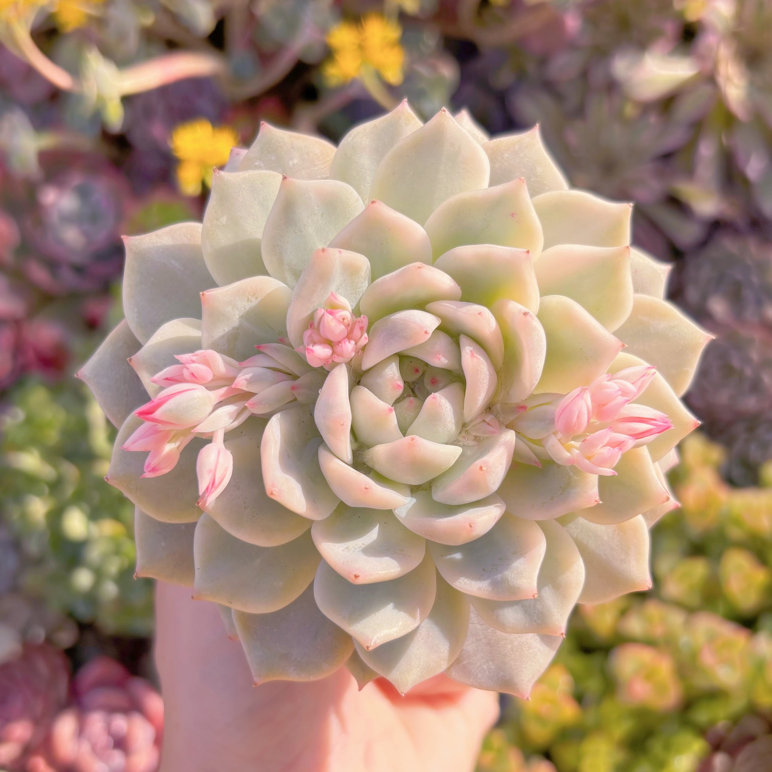 現品　tp錦#M241　大苗　新入荷　るる農園