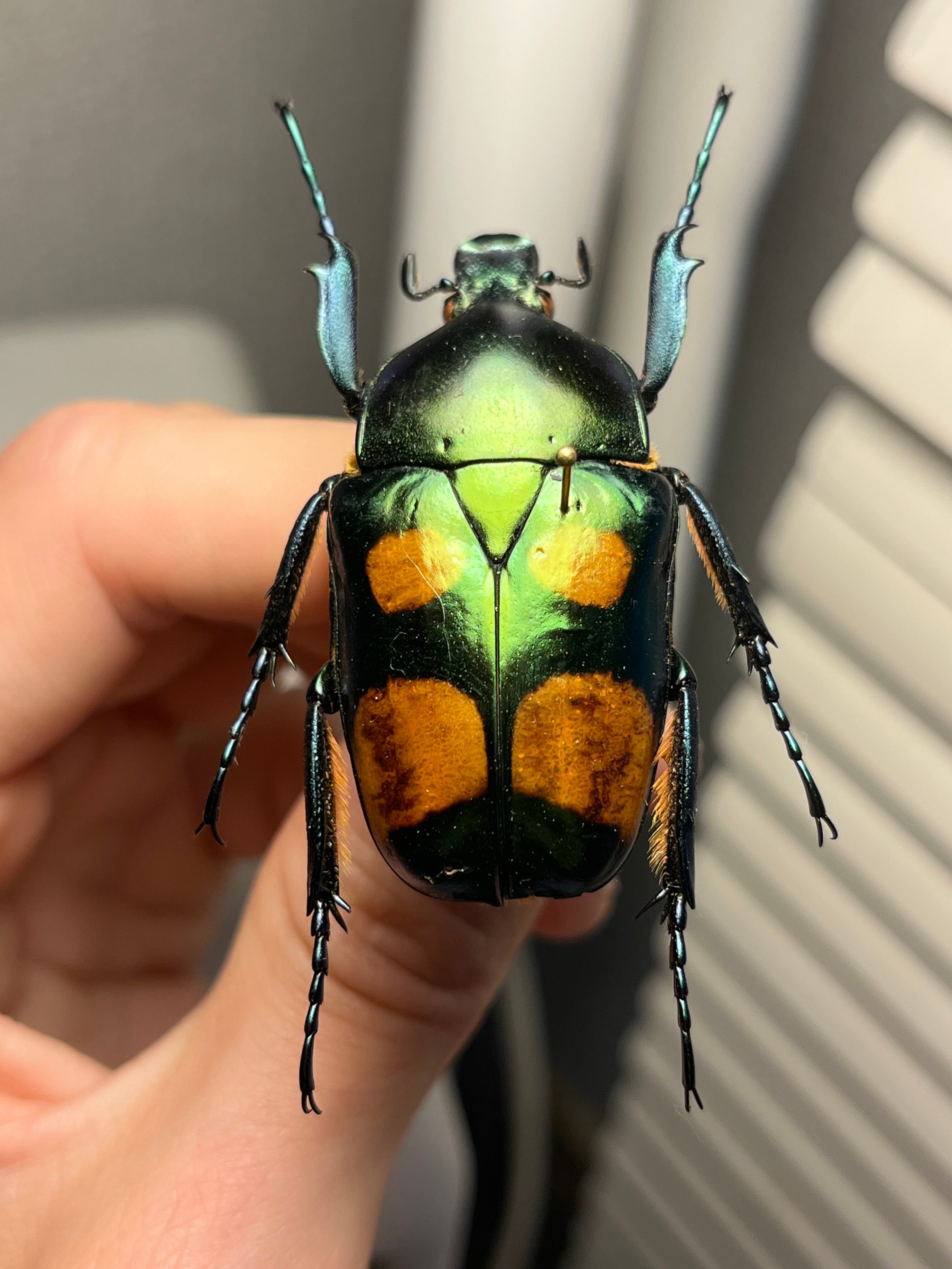 47mm♀】ラッケリーテナガカナブン 標本ウグイスコガネカメムシ