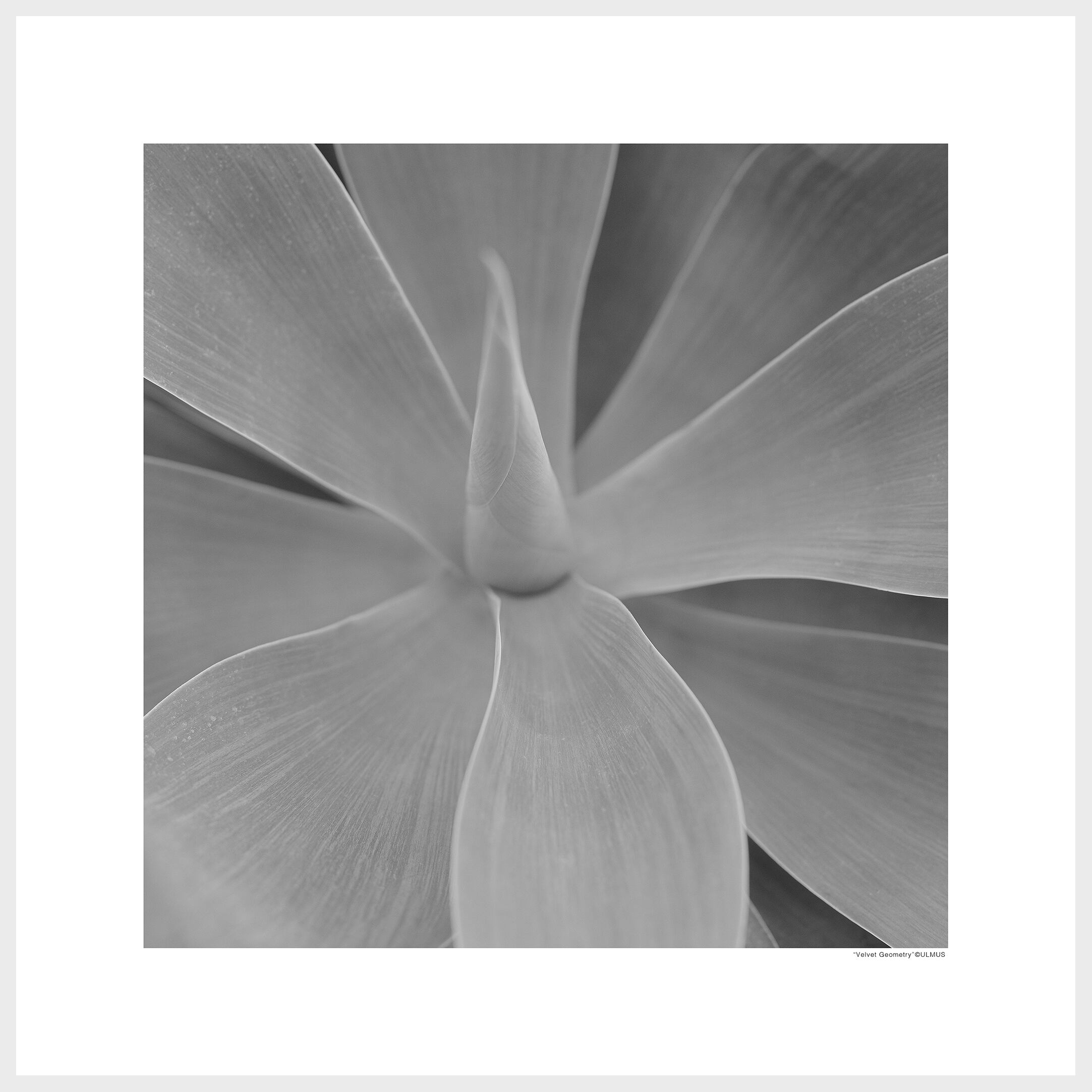 "Velvet Geometry" ベルベット・ジオメトリー / 柔らかな幾何学