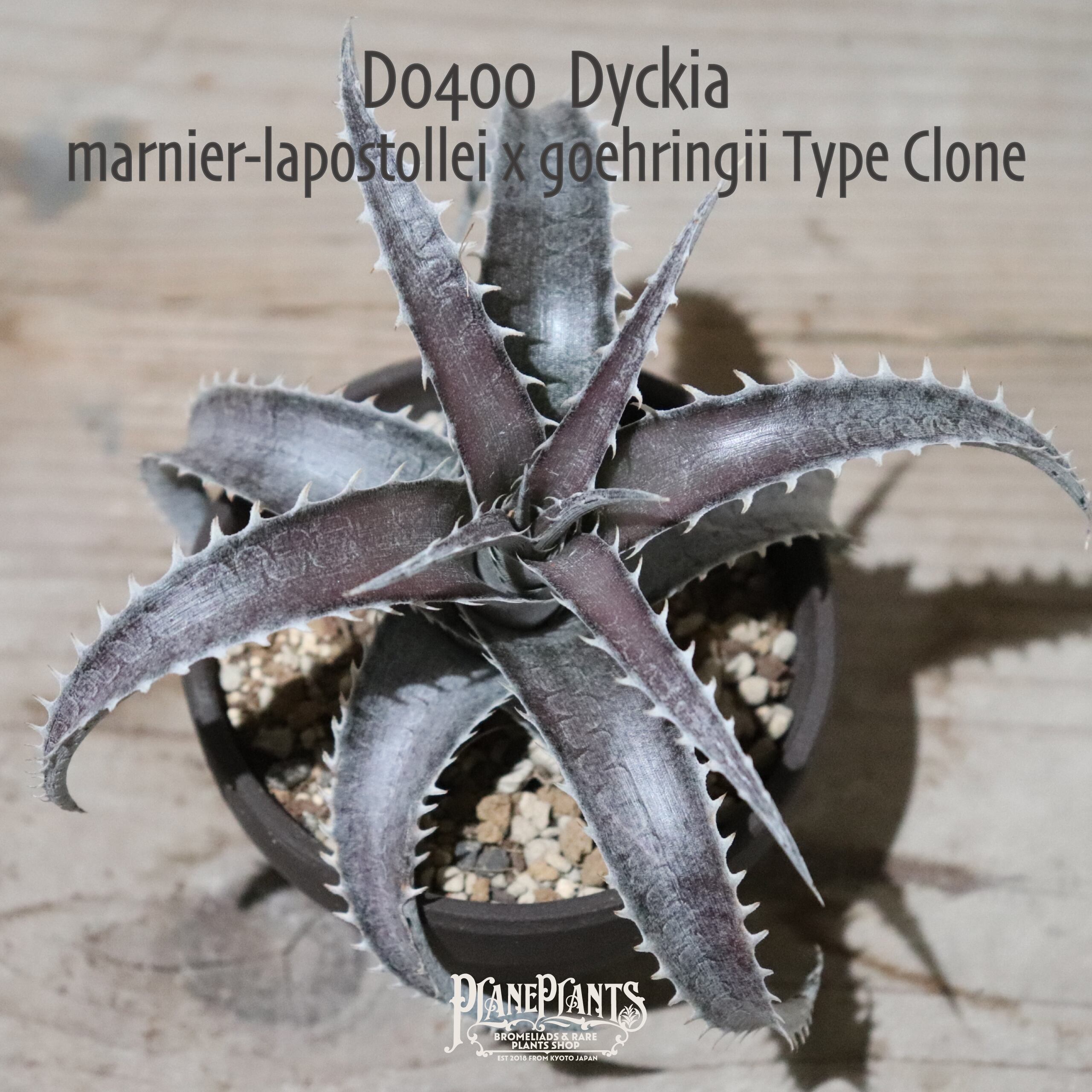 【抜き苗送料無料】marnier-lapostollei x goehringii Type Clone〔ディッキア〕現品発送D0400