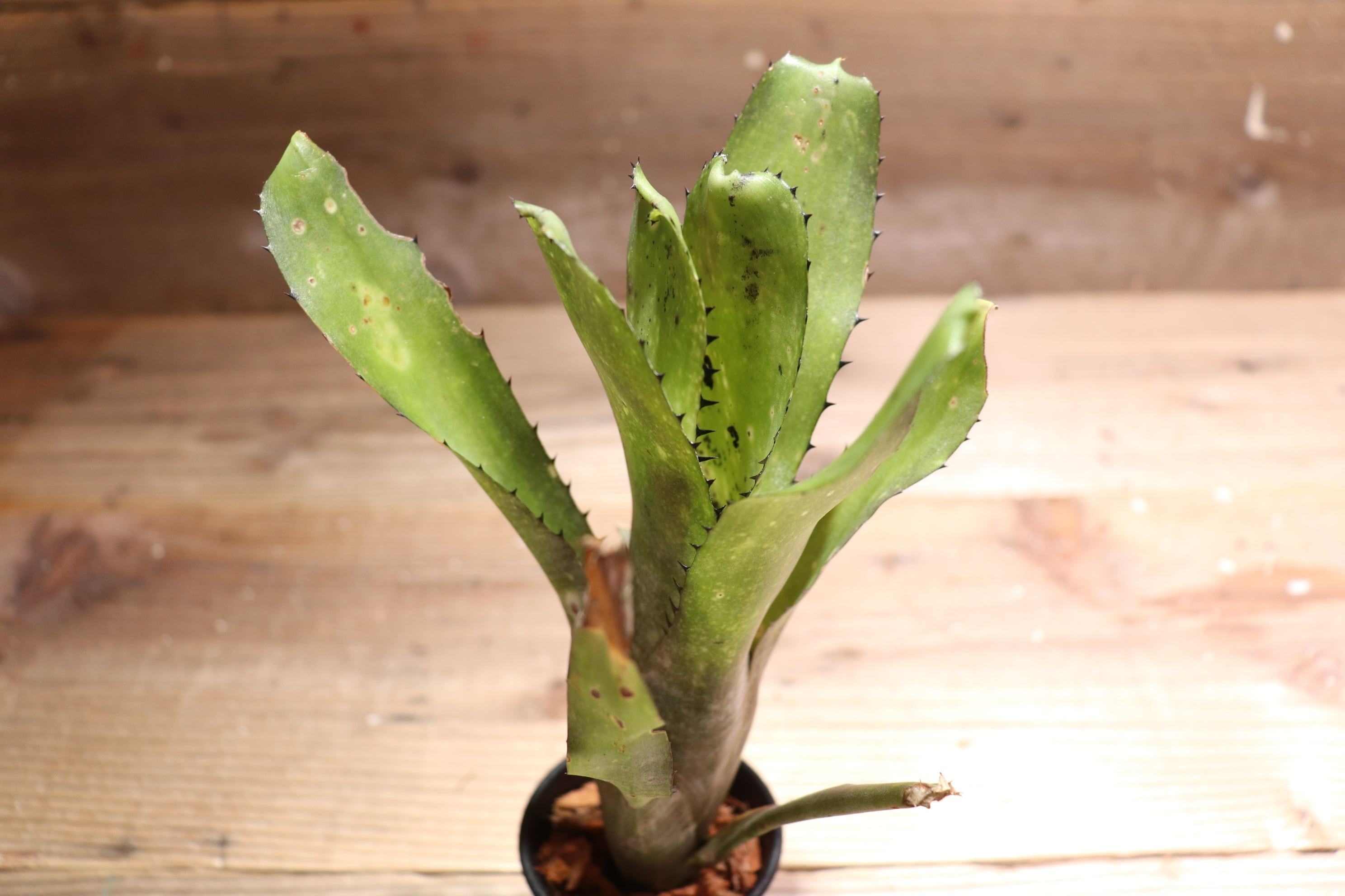 送料無料】 Billbergia 'Kahakai'〔ビルベルギア〕現品発送B0033